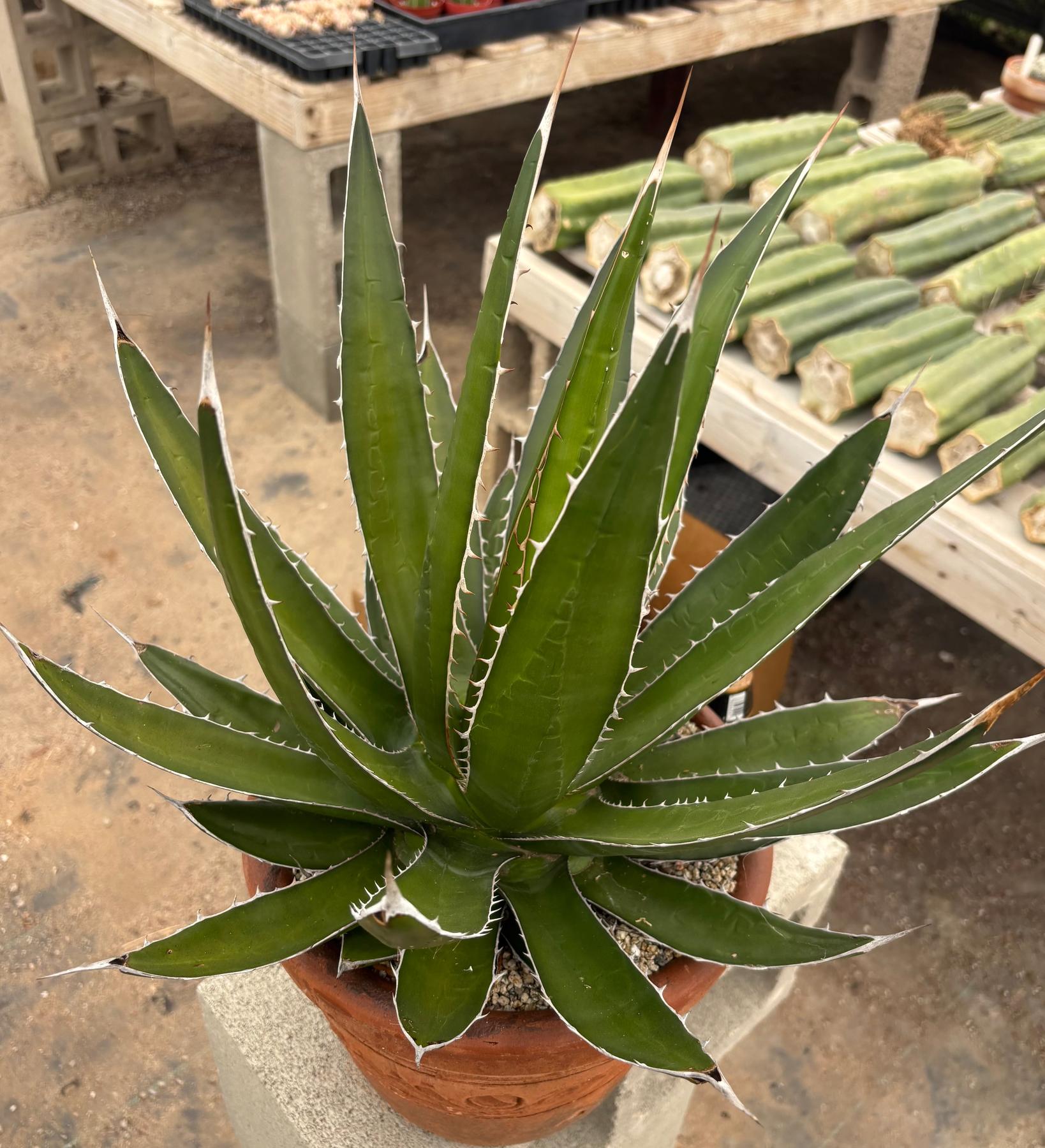 agave plant succulent #ES22 EXACT Agave Specimen in a Terracotta Pot