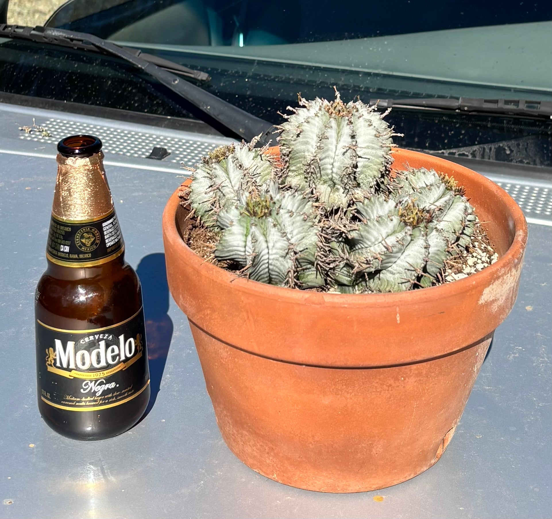 succulent terracotta #ES25 EXACT Euphorbia Specimen in terracotta container