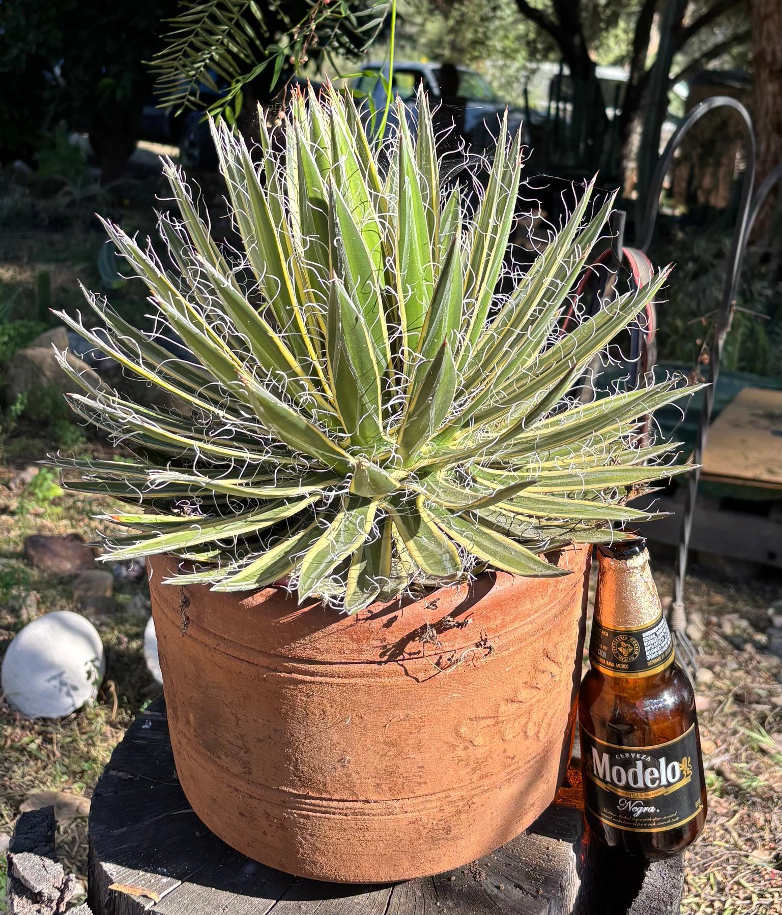 ES26 EXACT Agave Shira Ohi potted in a Terracotta Pot
