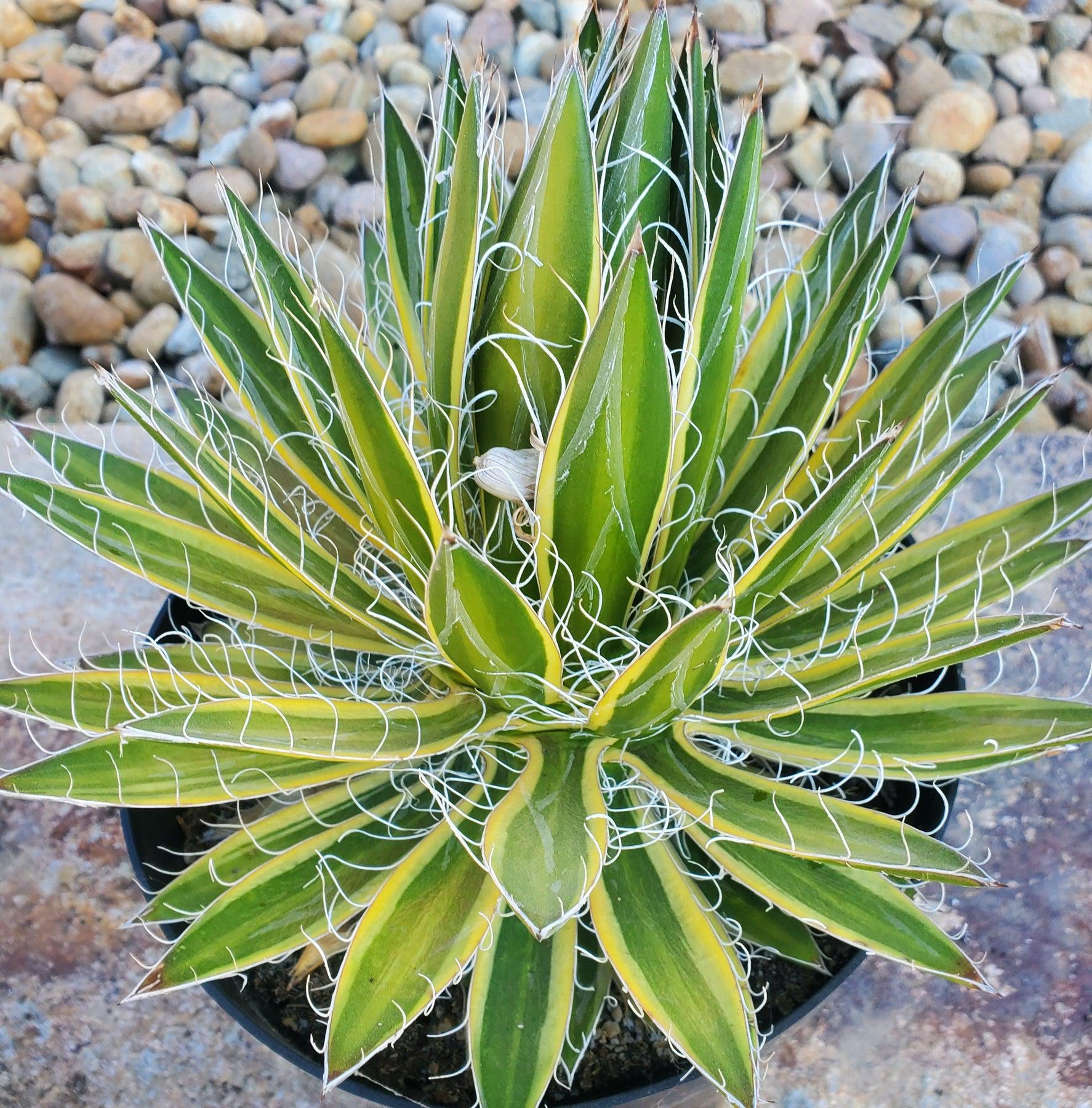 #ES27 EXACT Agave Agave Shira Ito No Ohi in "-Succulent - Large - Exact-The Succulent Source
