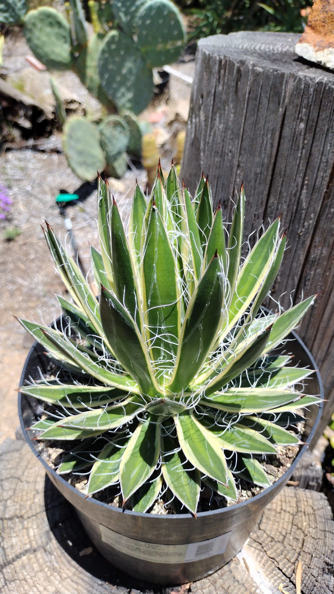 #ES27 EXACT Agave Agave Shira Ito No Ohi in 8"-Succulent - Large - Exact-The Succulent Source