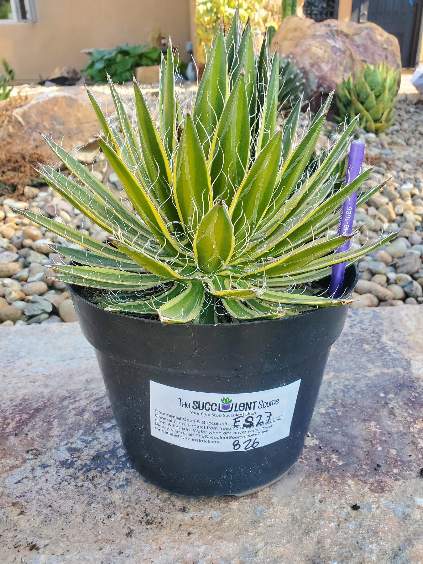 #ES27 EXACT Agave Shira Ito No Ohi in 8