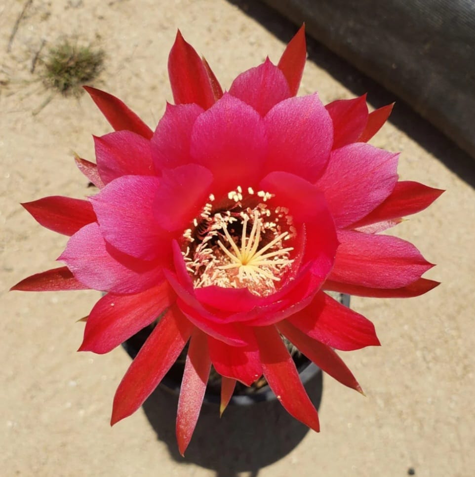 #ES31 EXACT Custom For J 5 grandi 1 gal-Succulent - Large - Exact-The Succulent Source