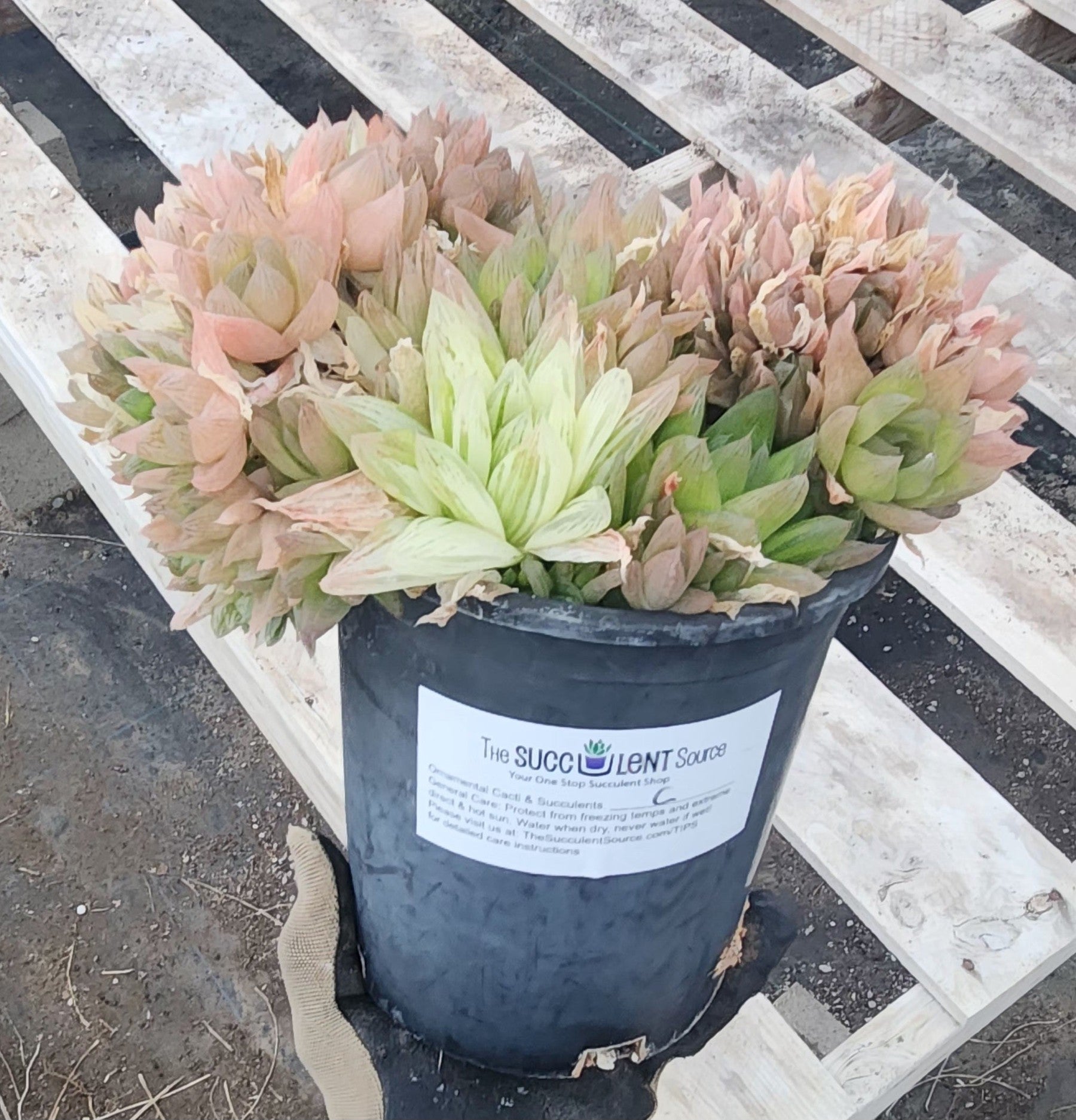 clumping succulents #ES33 EXACT Mixed Haworthia variegated Clump
