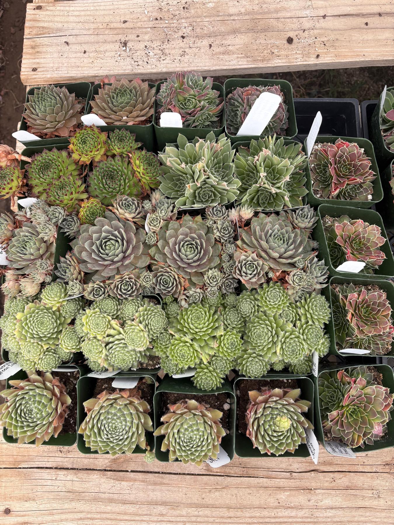 #ES60- Sempervivum Five Pack (we choose) in potted 3” Containers-Succulent - Large - Exact-The Succulent Source