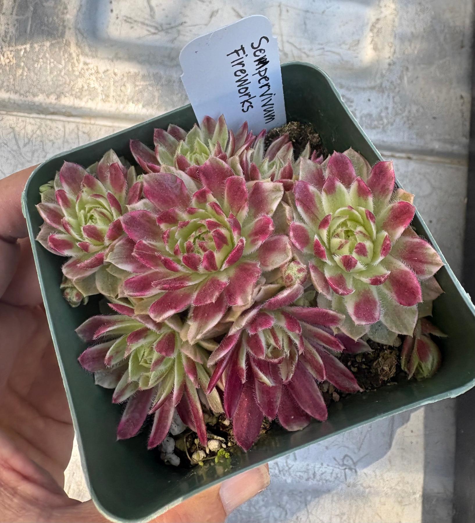 #ES60- Sempervivum Five Pack in potted 3” Containers-Succulent - Large - Exact-The Succulent Source