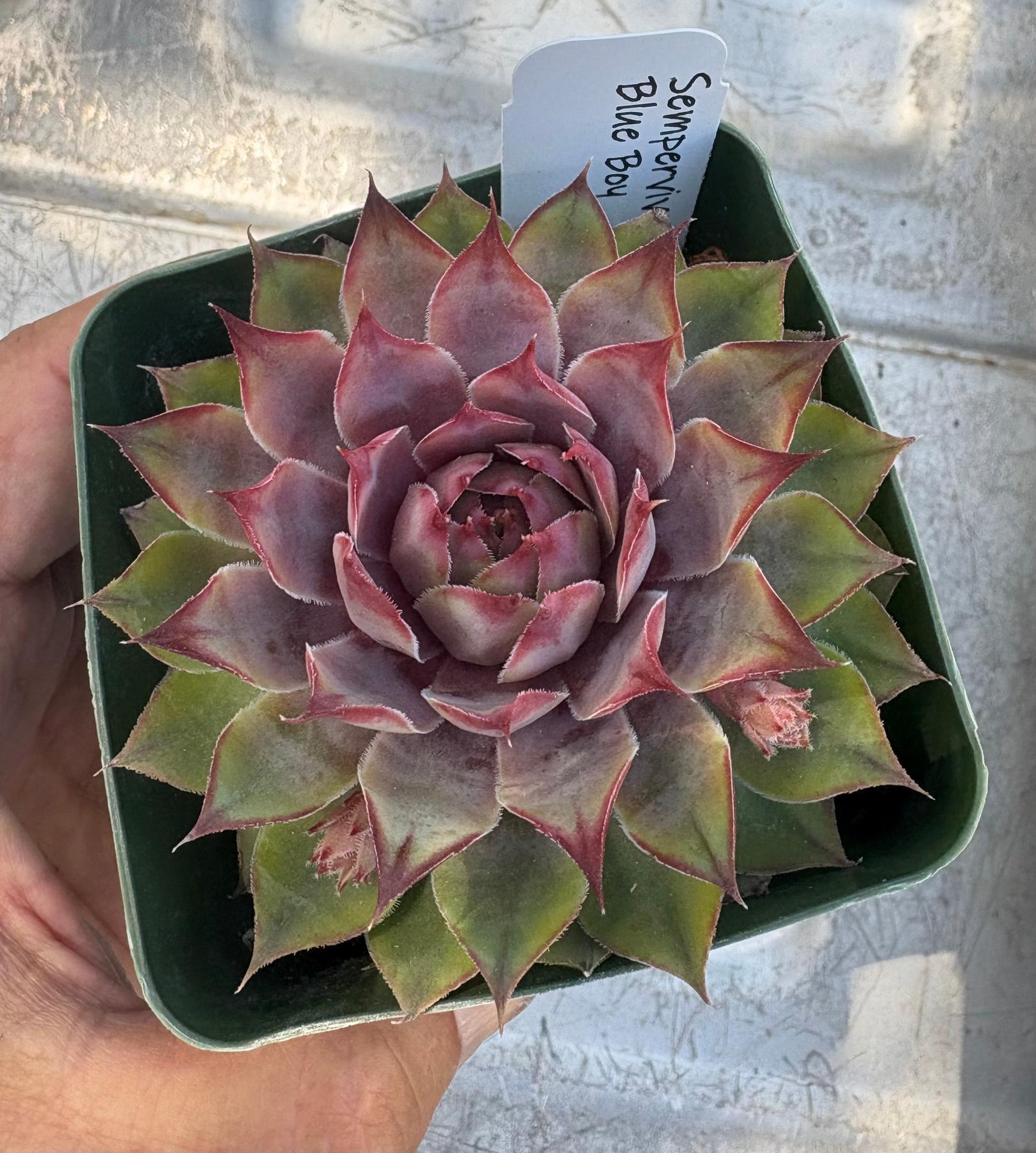 #ES60- Sempervivum Five Pack in potted 3” Containers-Succulent - Large - Exact-The Succulent Source
