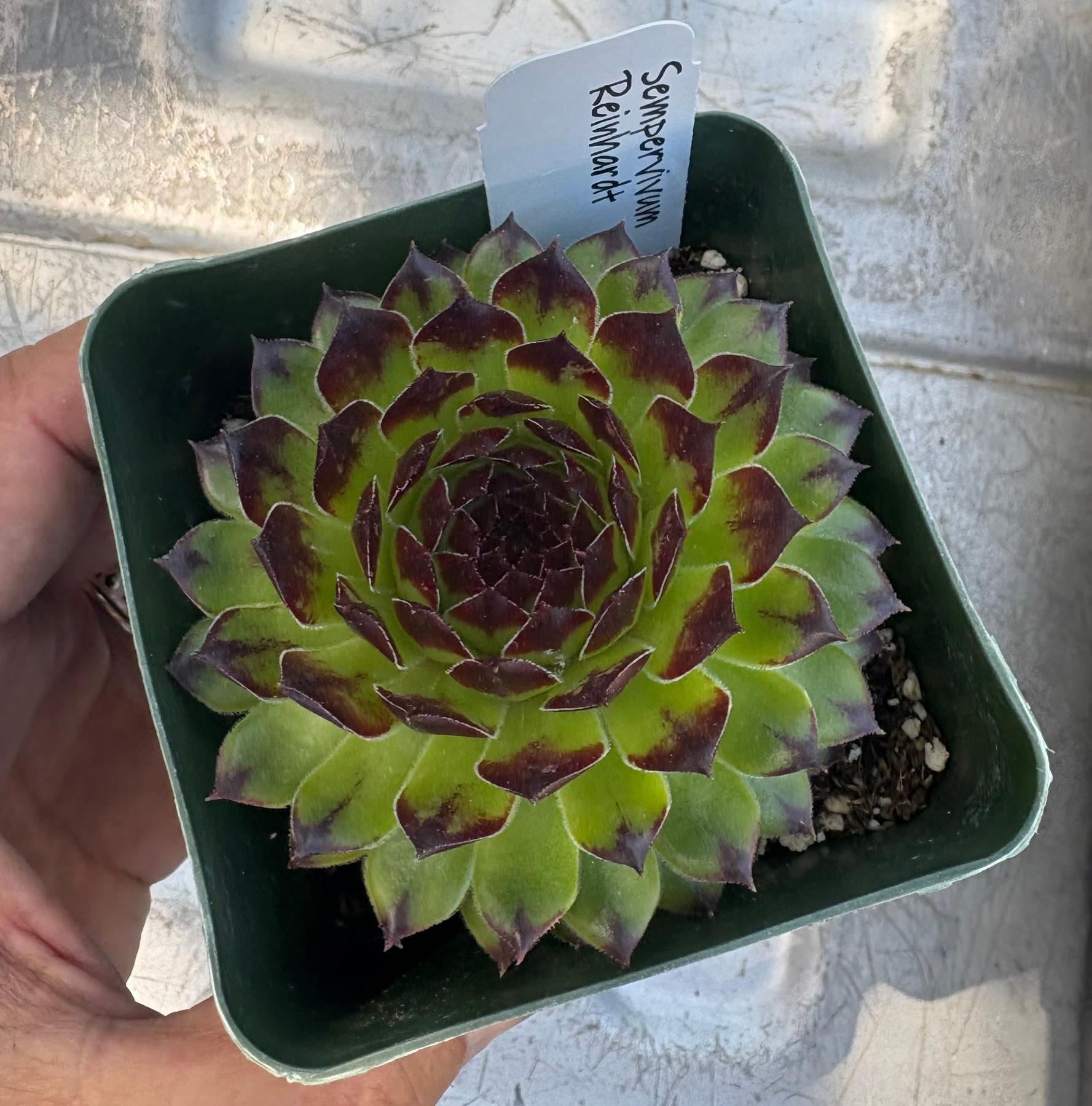 #ES60- Sempervivum Five Pack in potted 3” Containers-Succulent - Large - Exact-The Succulent Source