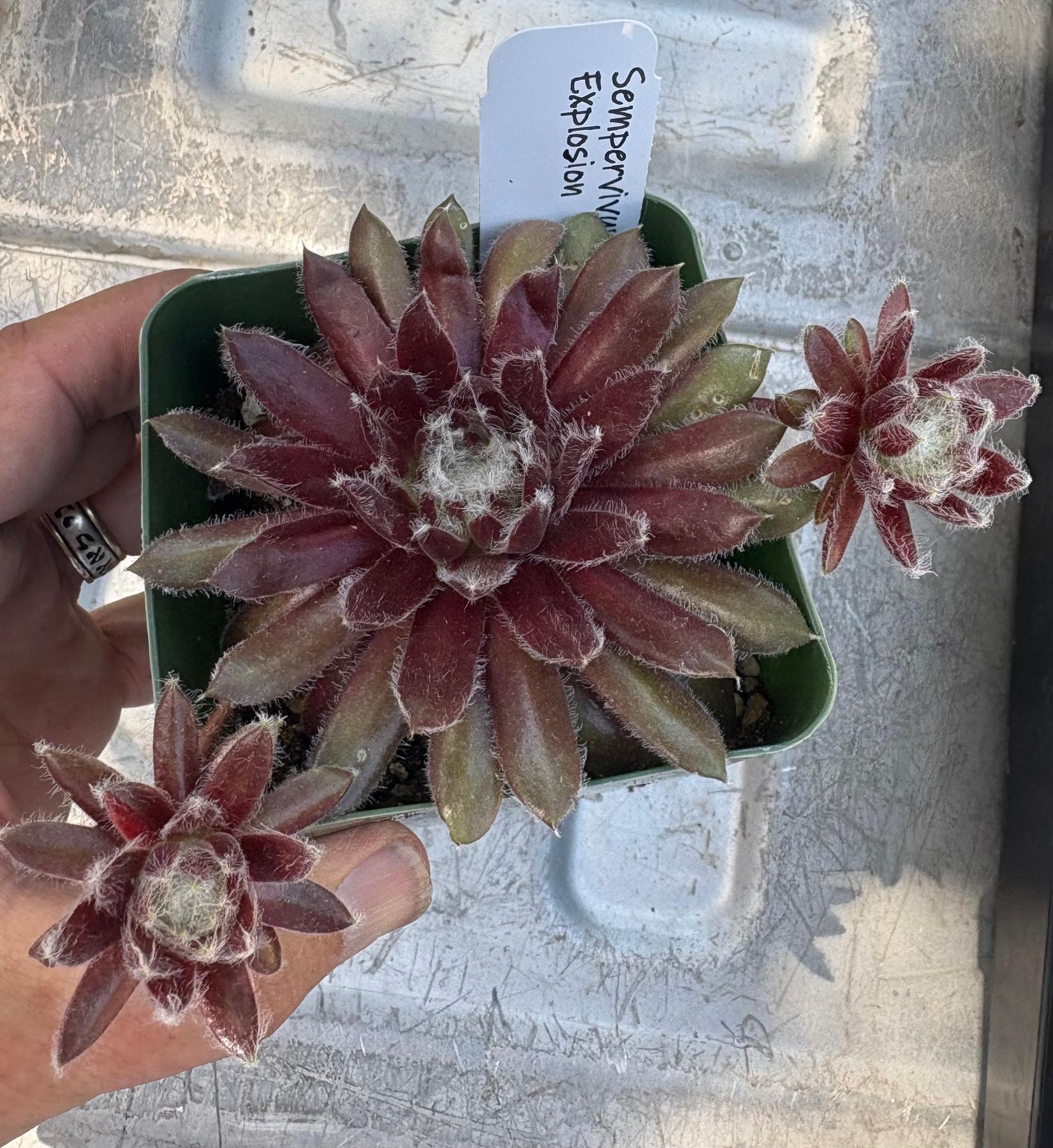 #ES60- Sempervivum Five Pack in potted 3” Containers-Succulent - Large - Exact-The Succulent Source