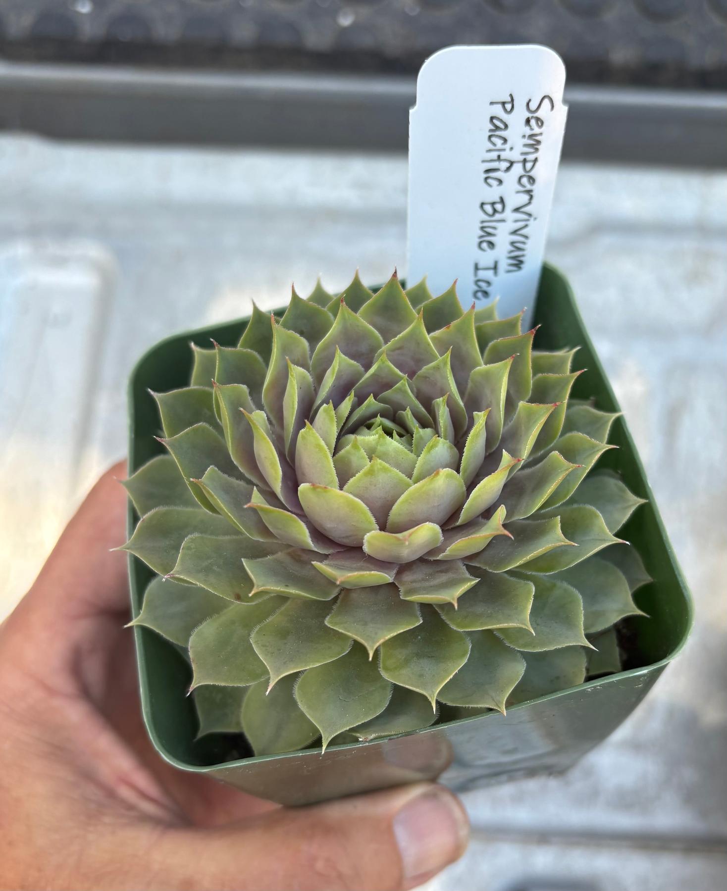 #ES60- Sempervivum Five Pack in potted 3” Containers-Succulent - Large - Exact-The Succulent Source