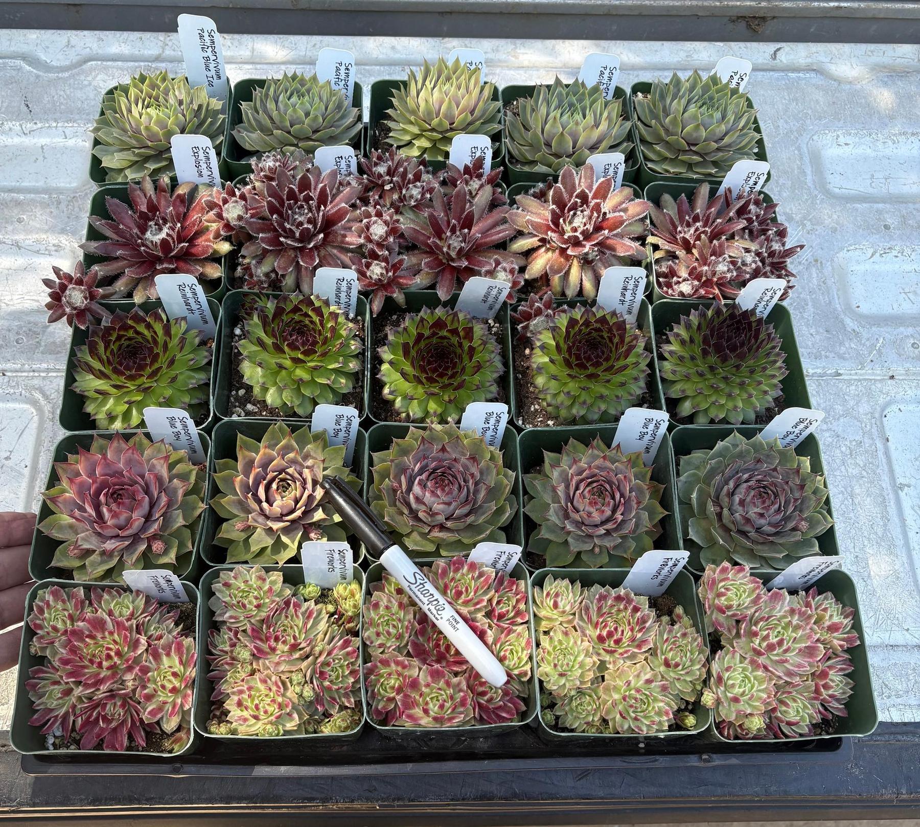 #ES60- Sempervivum Five Pack in potted 3” Containers-Succulent - Large - Exact-The Succulent Source