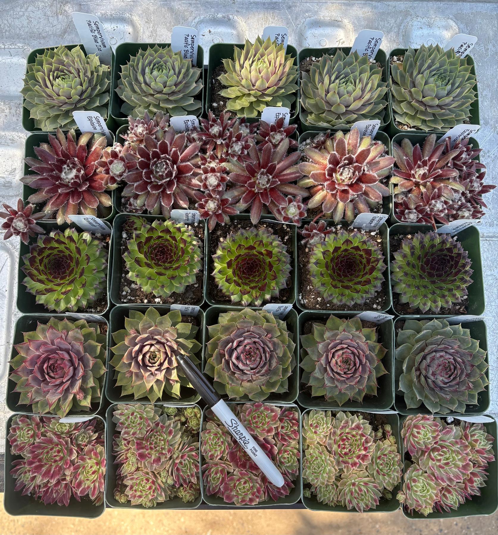 #ES60- Sempervivum Five Pack in potted 3” Containers-Succulent - Large - Exact-The Succulent Source