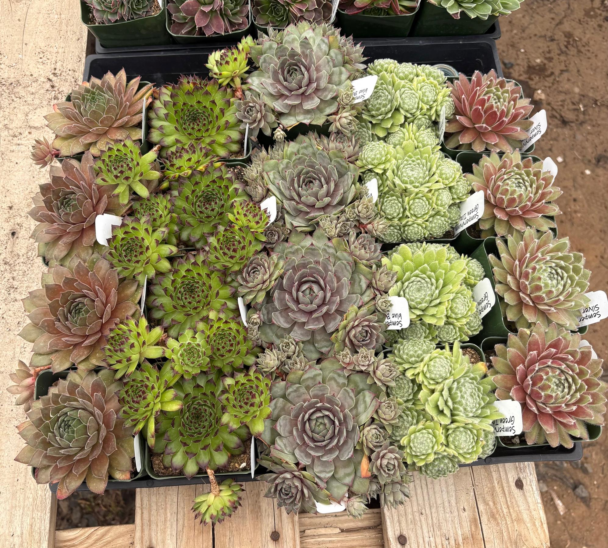 #ES60- Sempervivum Five Pack (we choose) in potted 3” Containers-Succulent - Large - Exact-The Succulent Source