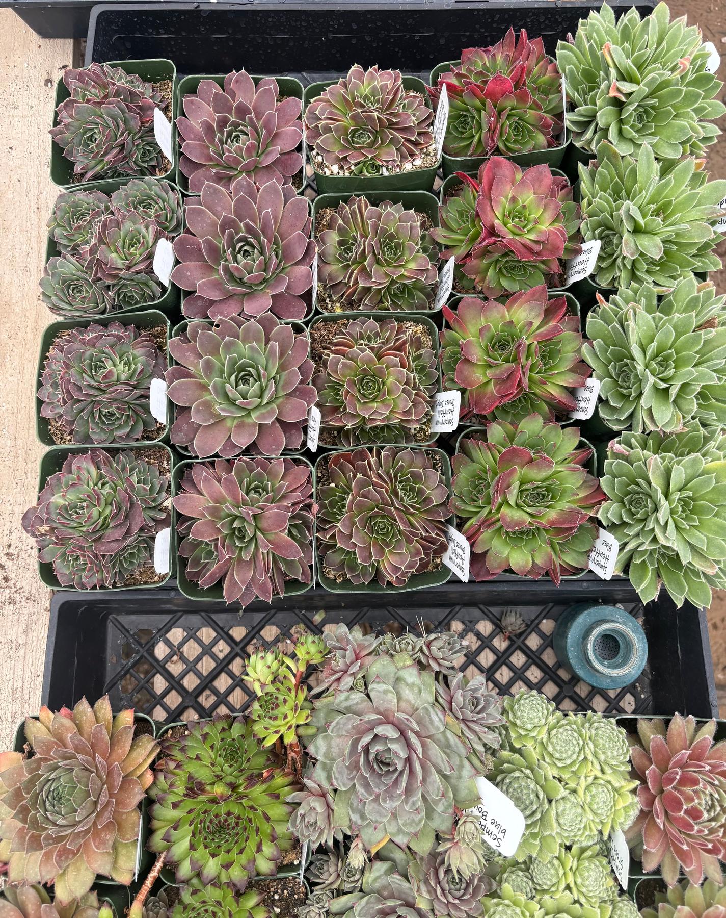 sempervivum succulent types #ES60- Sempervivum Five Pack (we choose) in potted 3” Containers