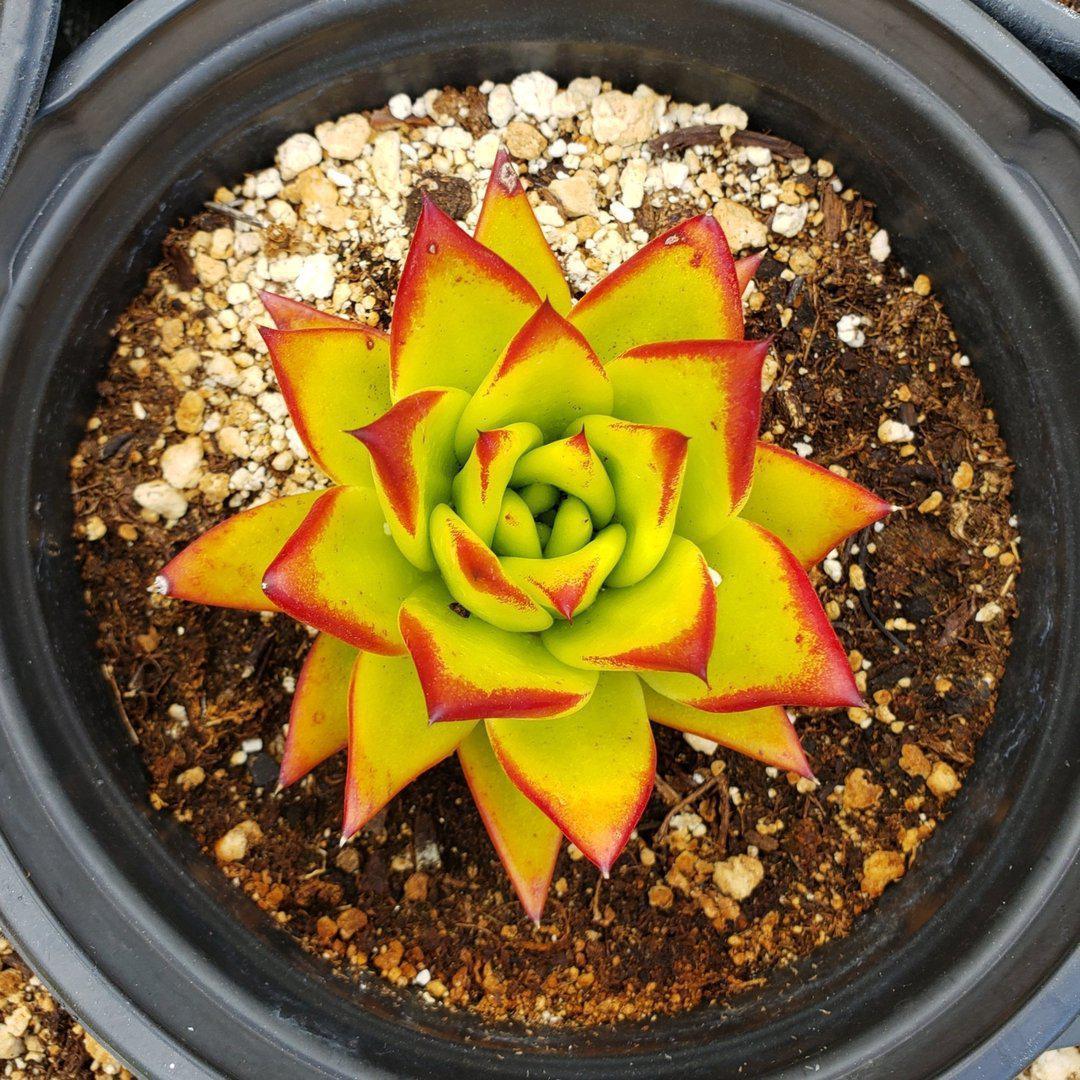 Echeveria Agavoides Lipstick approx. 3-4" Succulent bare root-Succulent - Large-The Succulent Source