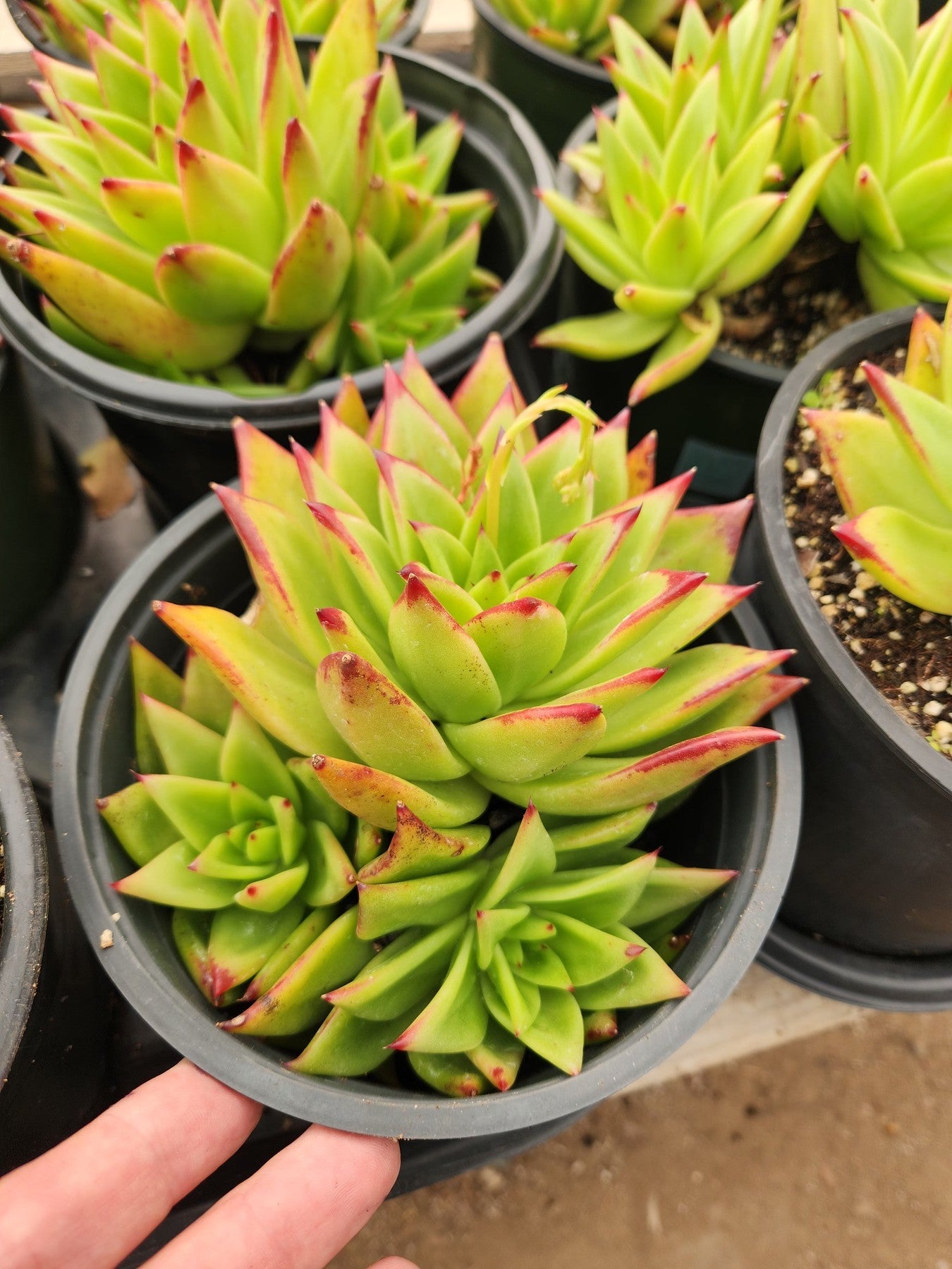 Echeveria Agavoides Lipstick-Succulent - Large-The Succulent Source