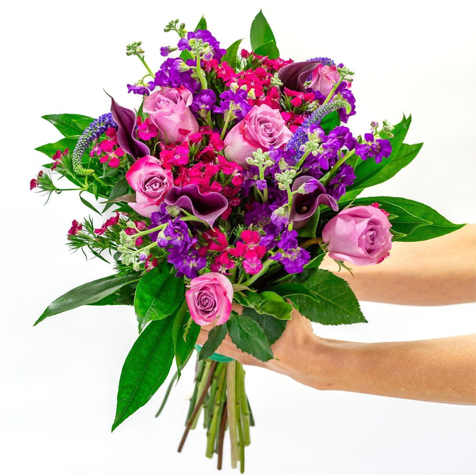 Enchanted Evening-The Succulent Source