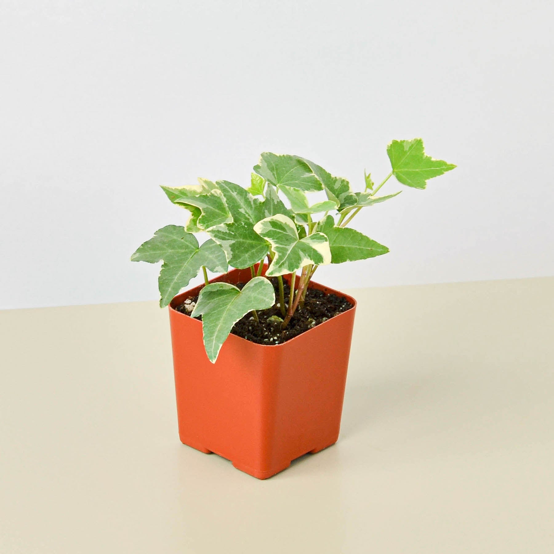 English Ivy 'Glacier'-Indoor Plants-The Succulent Source