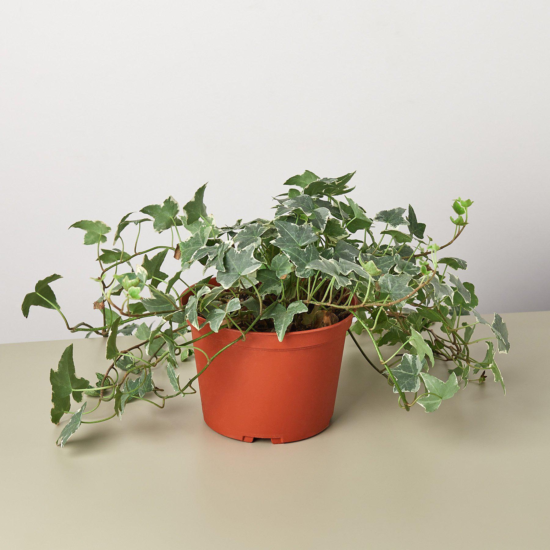 English Ivy 'Glacier'-Indoor Plants-The Succulent Source