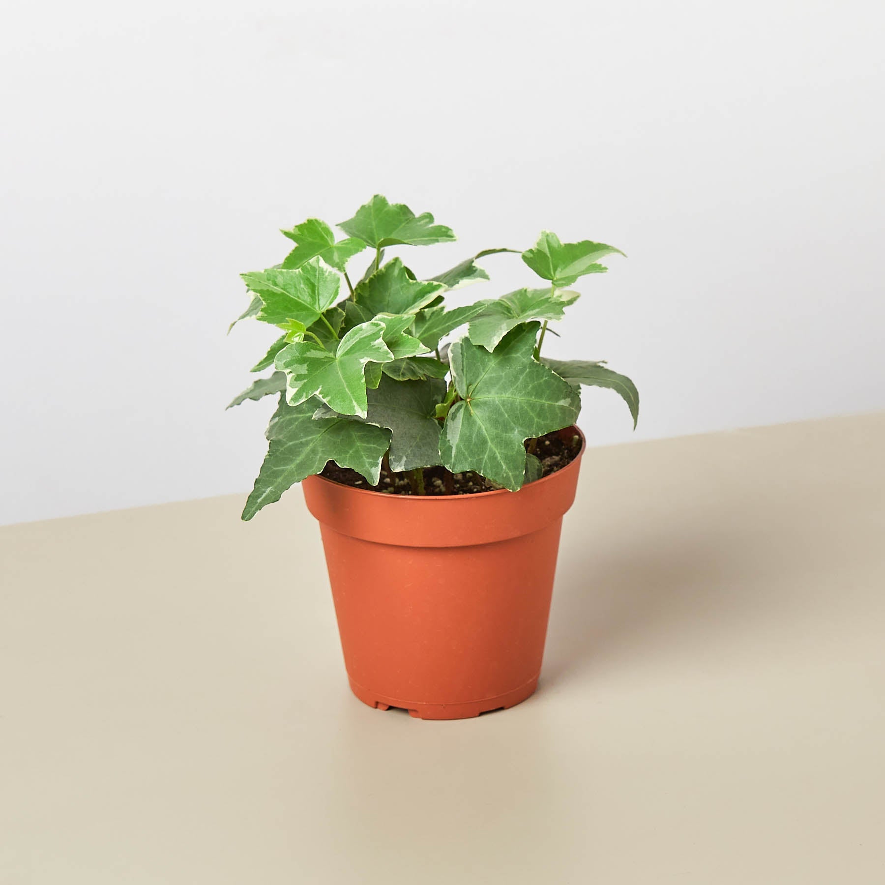 English Ivy 'Glacier'-Indoor Plants-The Succulent Source