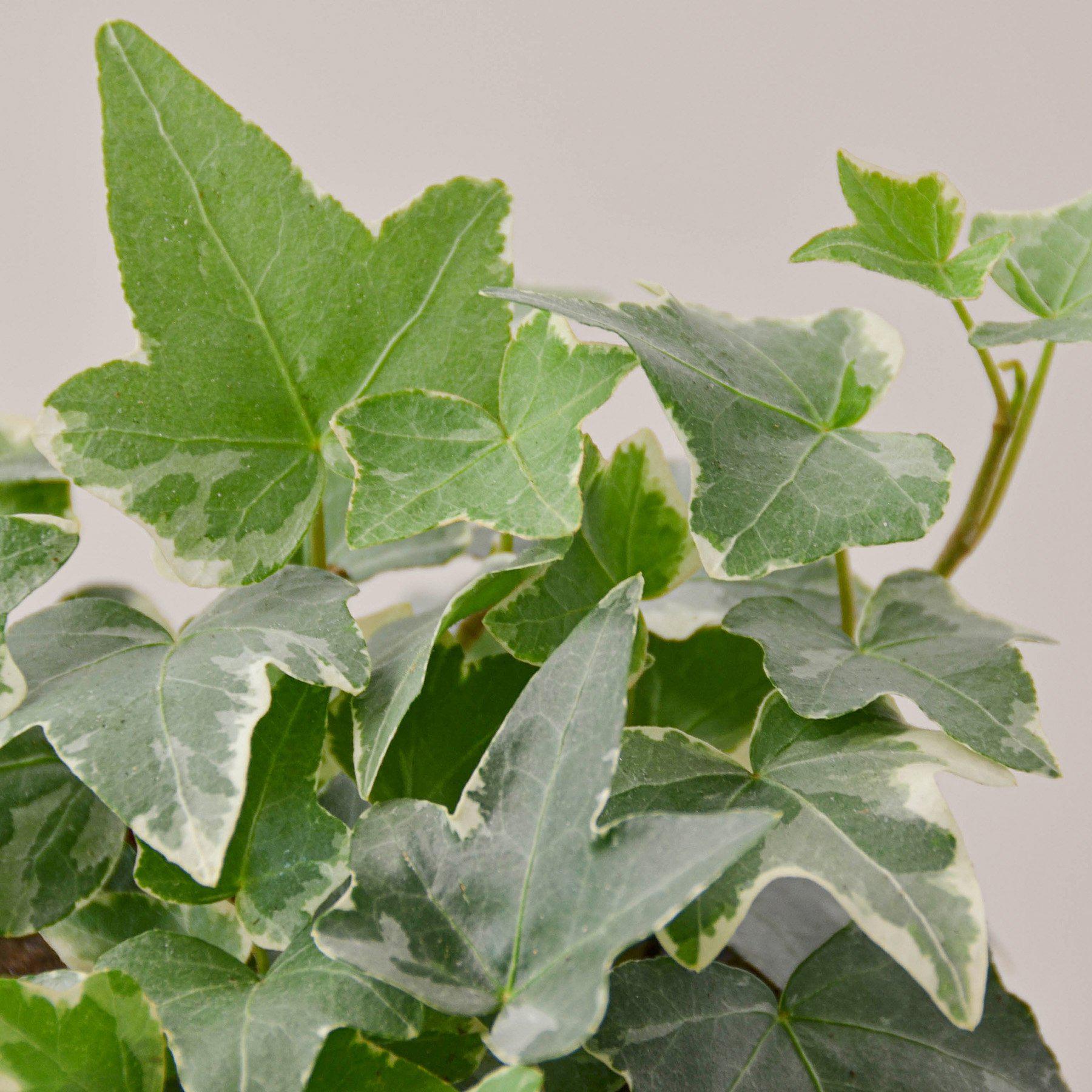 English Ivy 'Glacier'-Indoor Plants-The Succulent Source