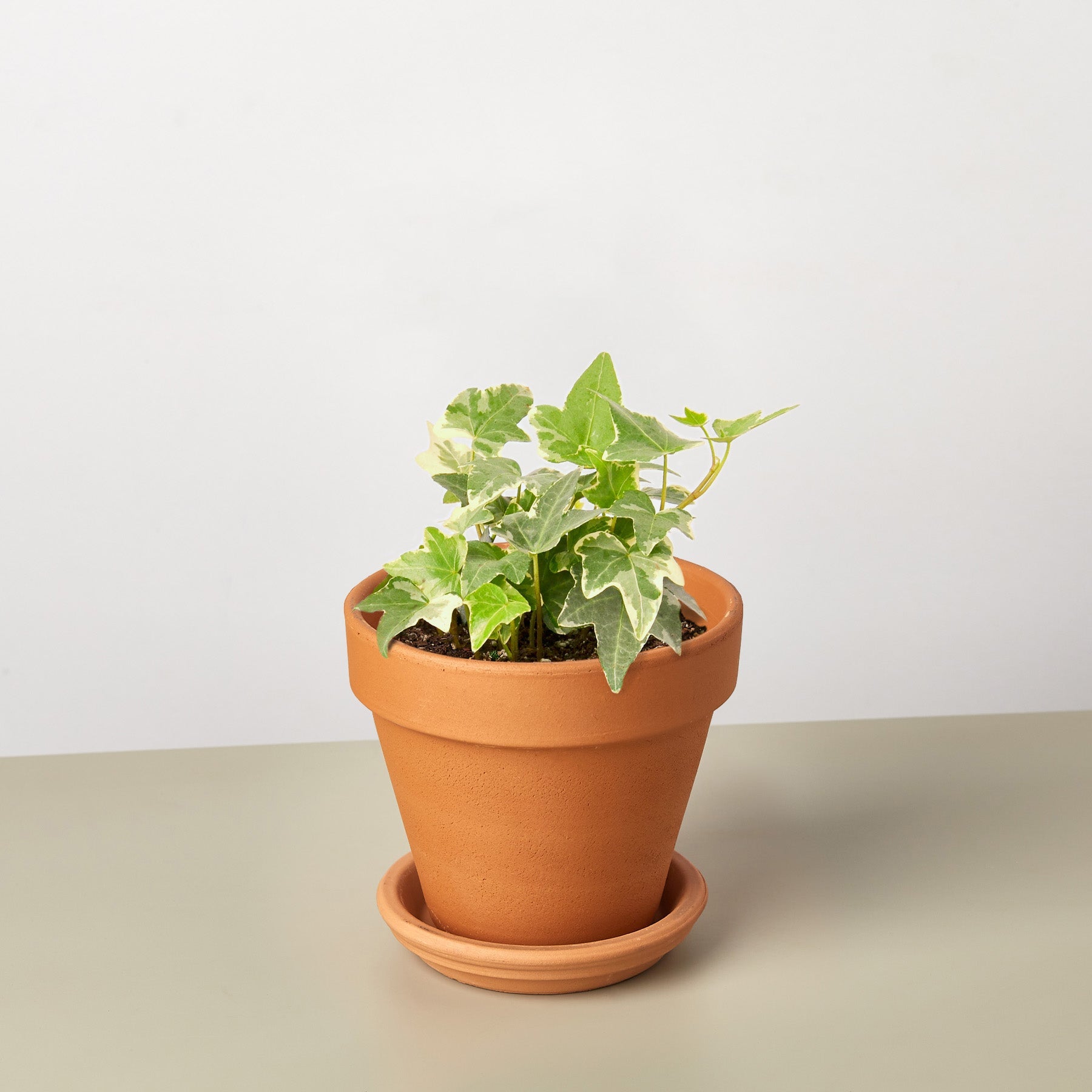 English Ivy 'Glacier'-Indoor Plants-The Succulent Source