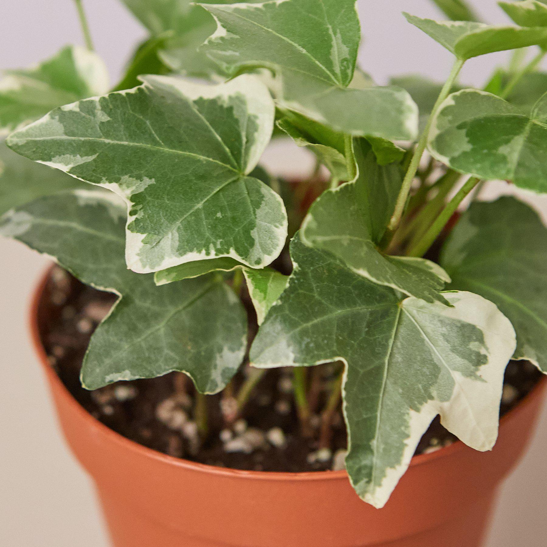 English Ivy 'Glacier'-Indoor Plants-The Succulent Source