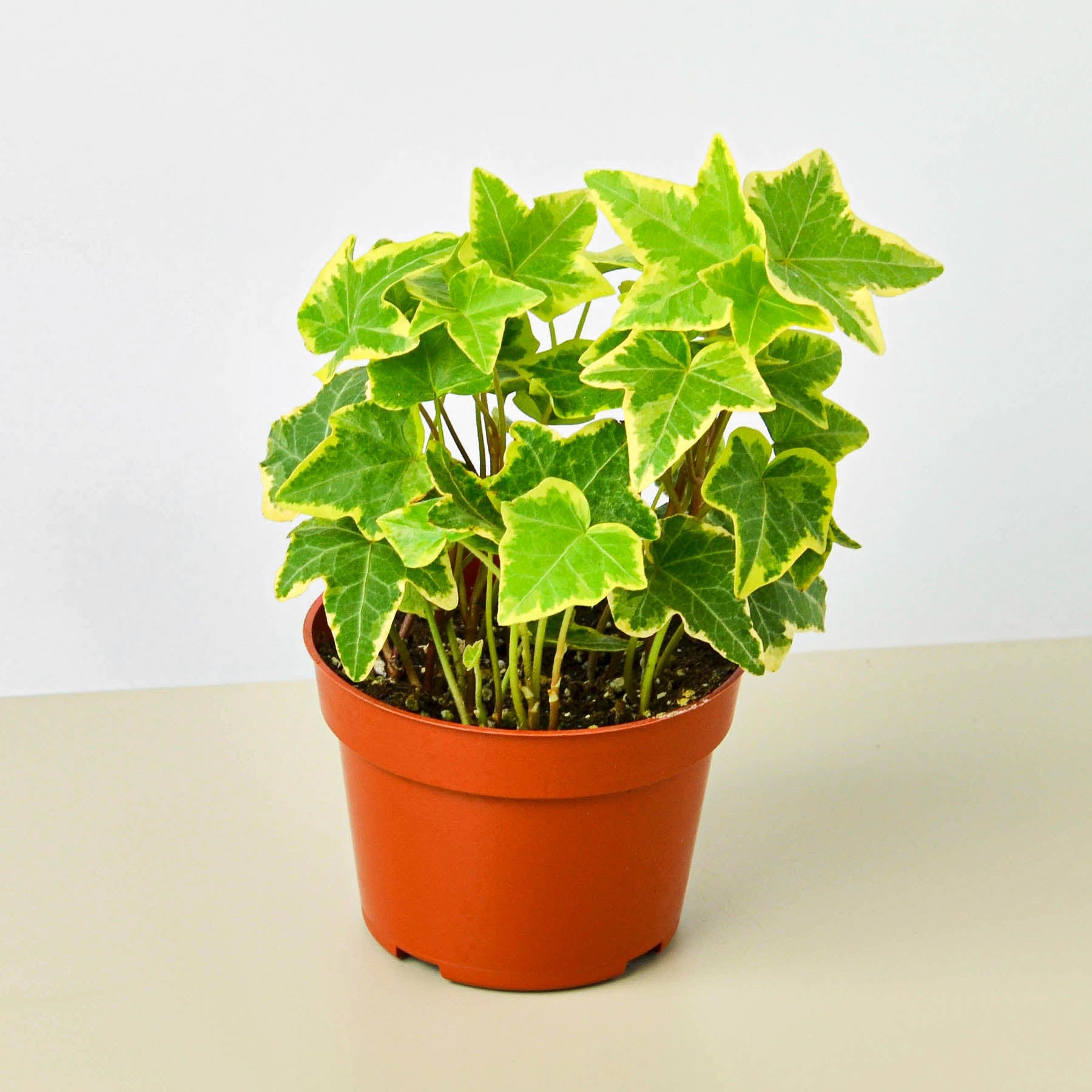English Ivy 'Gold Child'-Indoor Plants-The Succulent Source