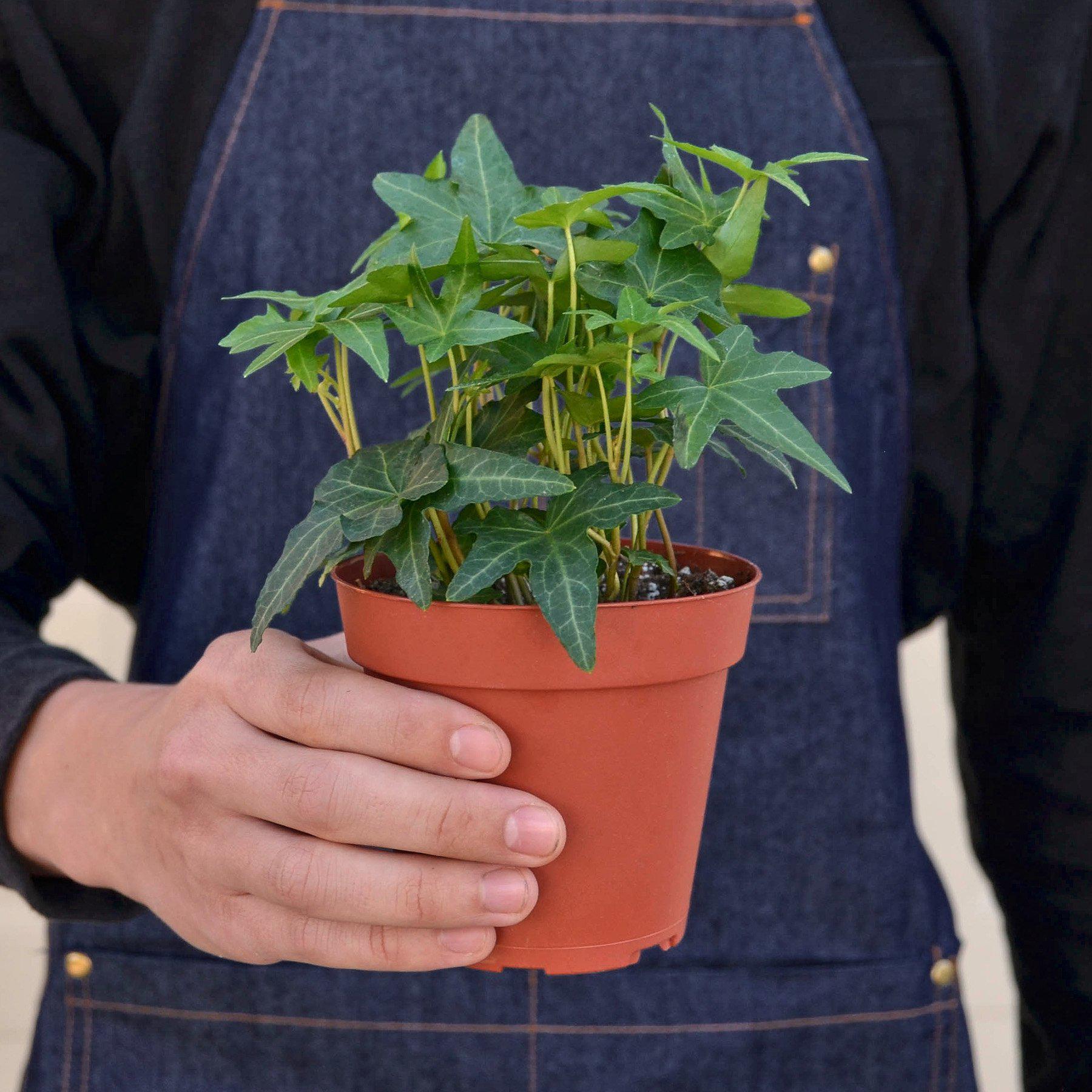 English Ivy 'Green California'-Indoor Plants-The Succulent Source