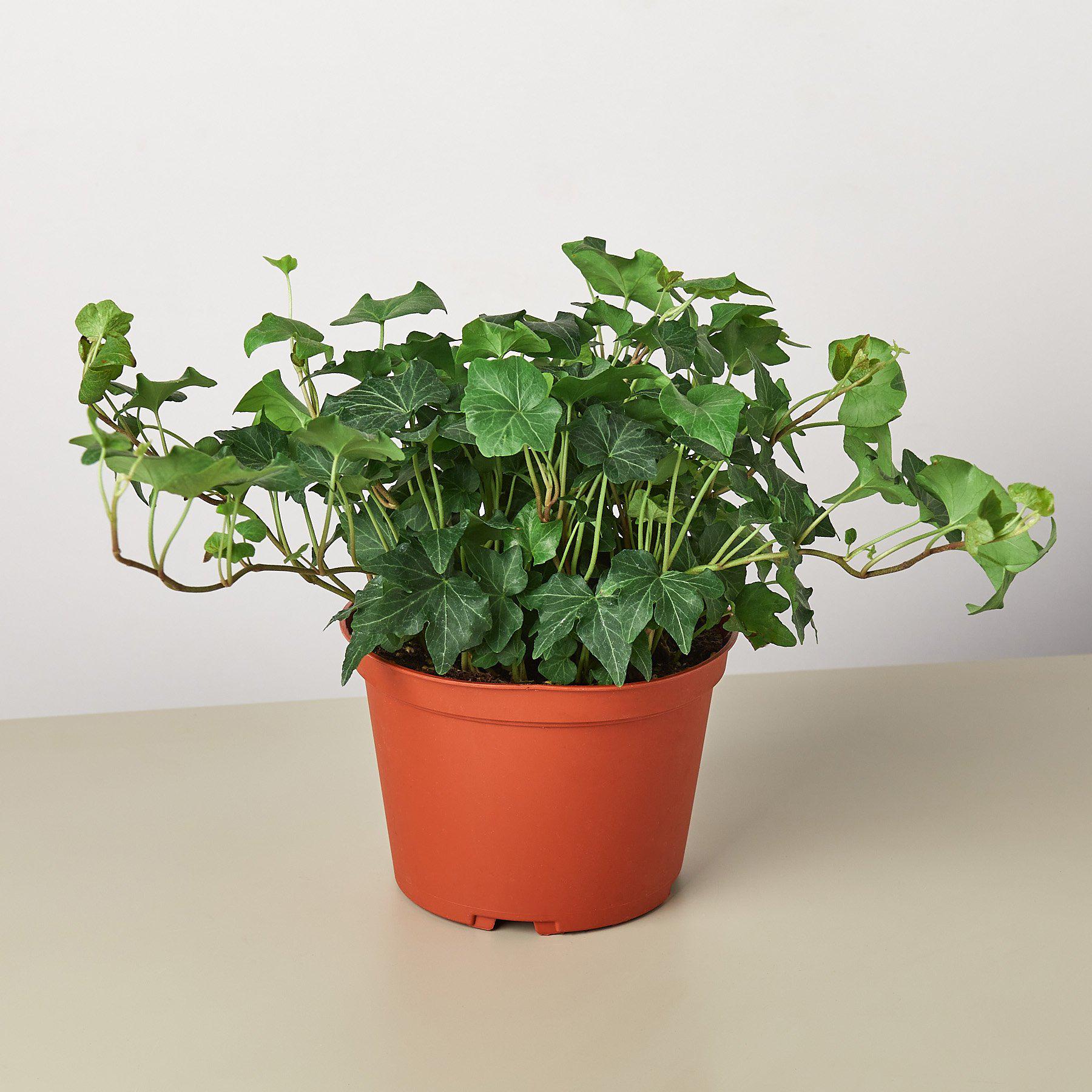 English Ivy 'Green California'-Indoor Plants-The Succulent Source