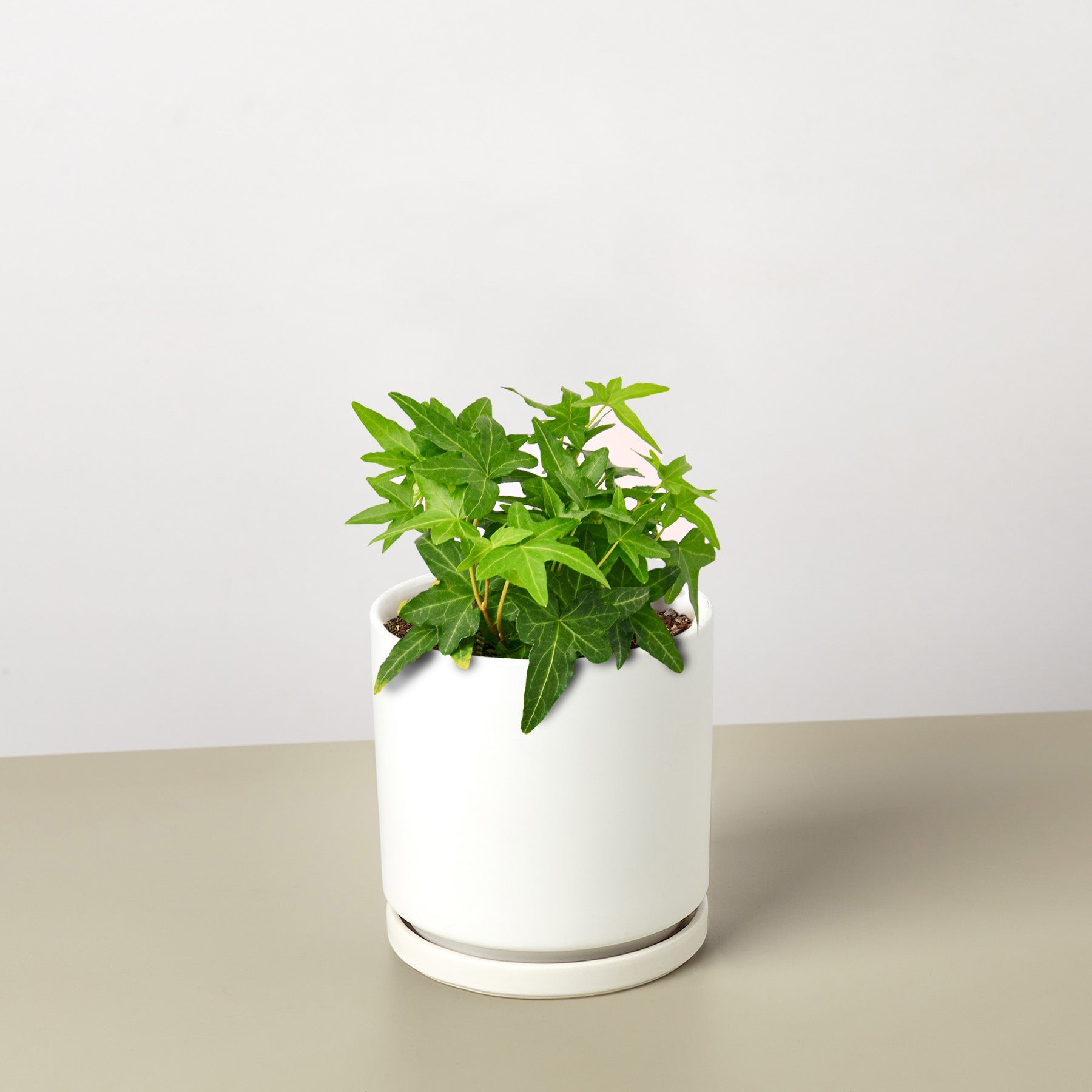 English Ivy 'Green California'-Indoor Plants-The Succulent Source