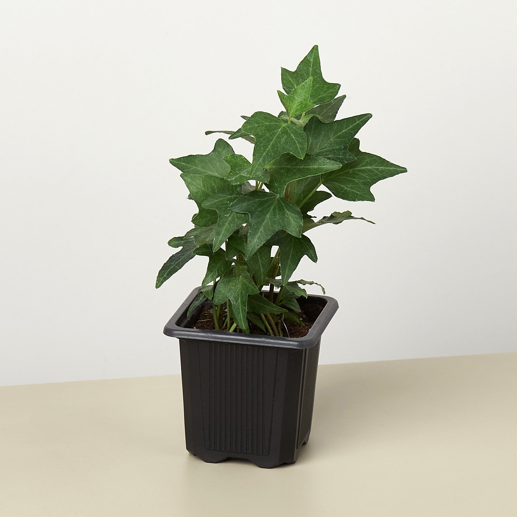 English Ivy 'Green California'-Indoor Plants-The Succulent Source