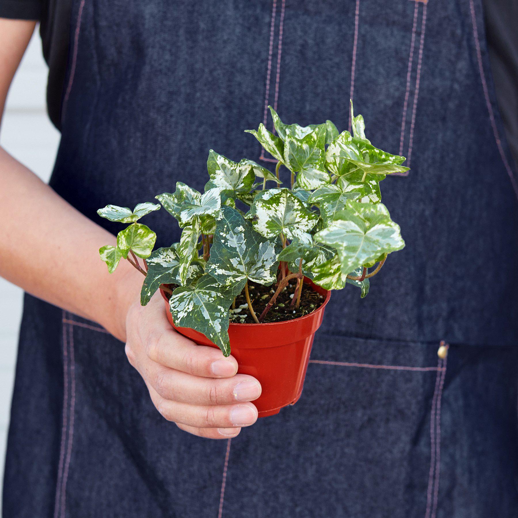 English Ivy 'Kolibre'-Indoor Plants-The Succulent Source