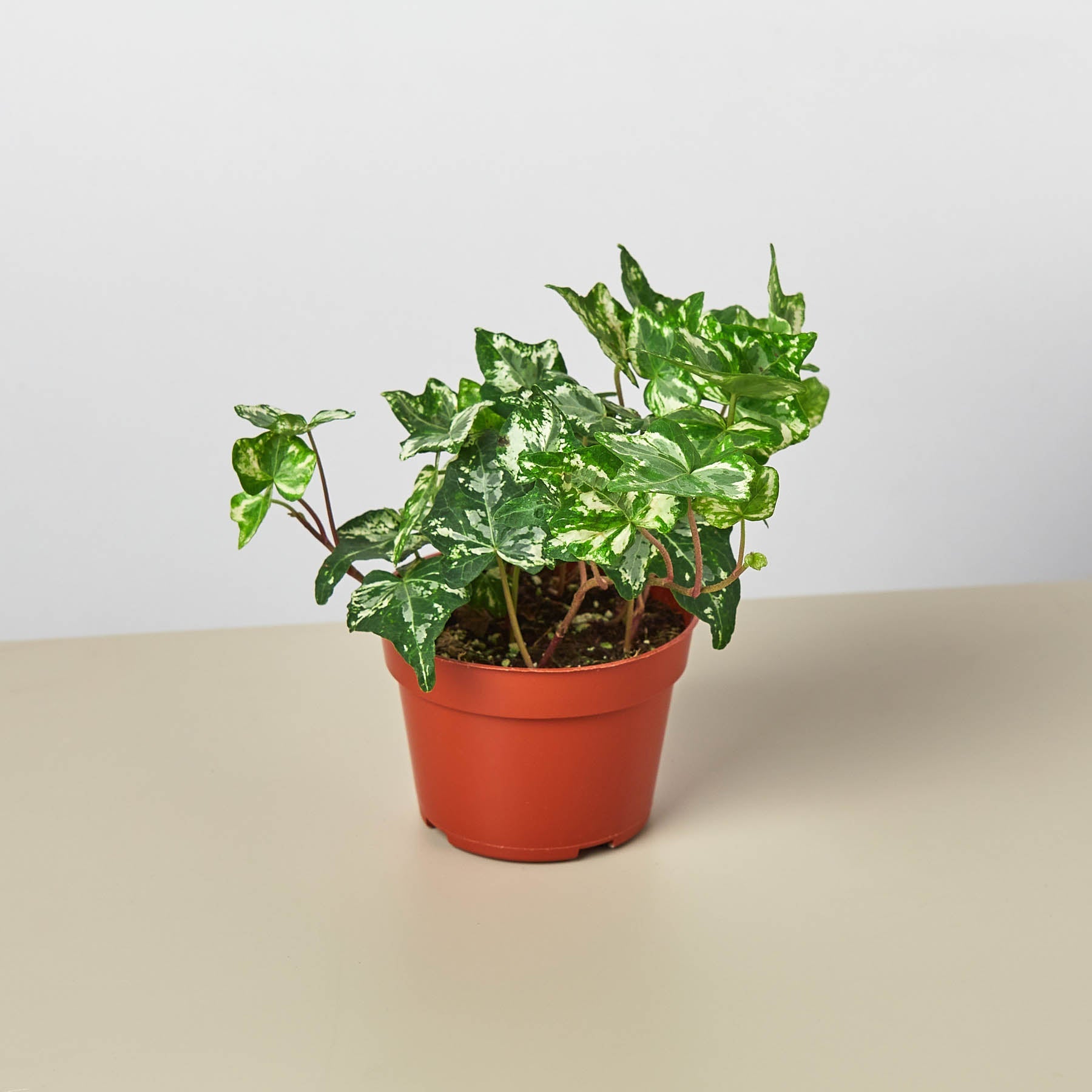 English Ivy 'Kolibre'-Indoor Plants-The Succulent Source