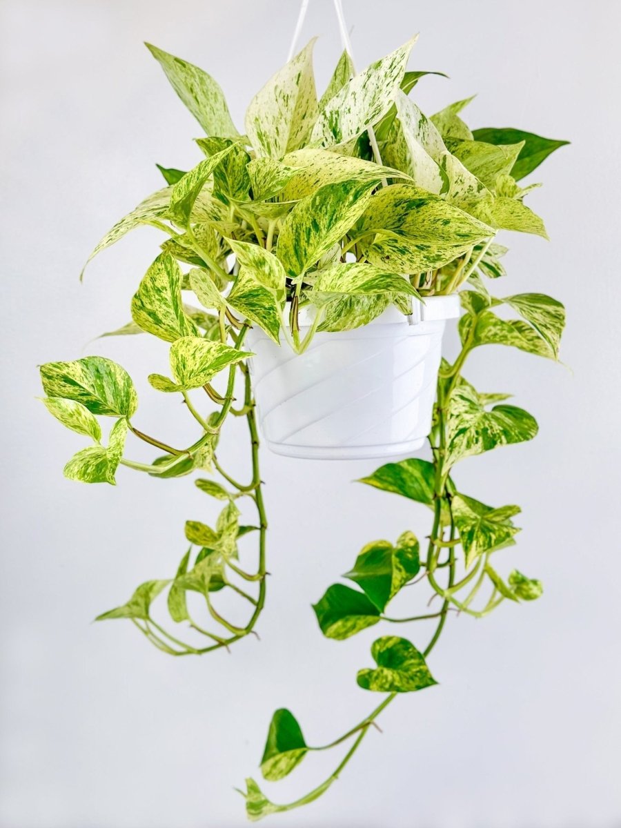 Epipremnum Aureum - ‘Snow Queen’ Pothos Hanging Basket-Potted Houseplants-The Succulent Source