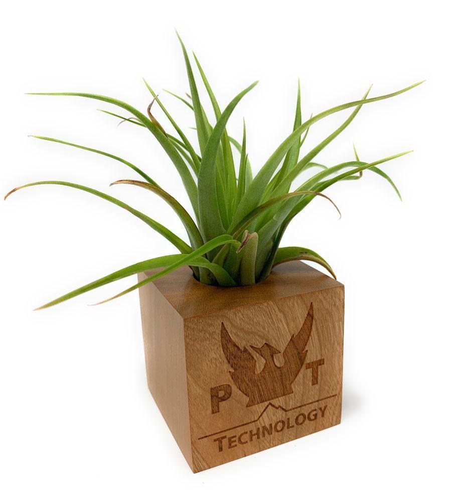 cube plants Etched Wood Cube with Air Plant