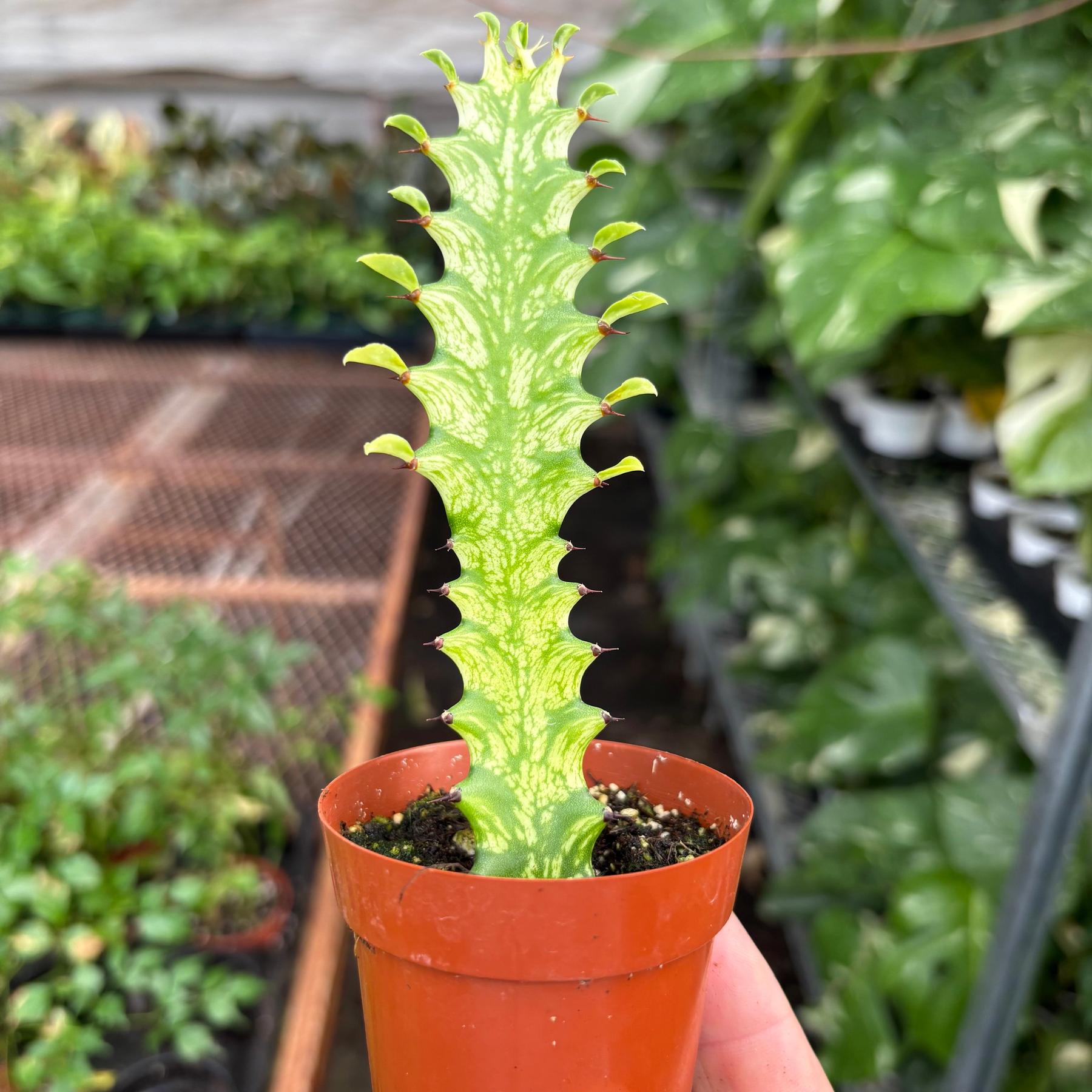Euphorbia 'Mint Cream'-Succulent-The Succulent Source