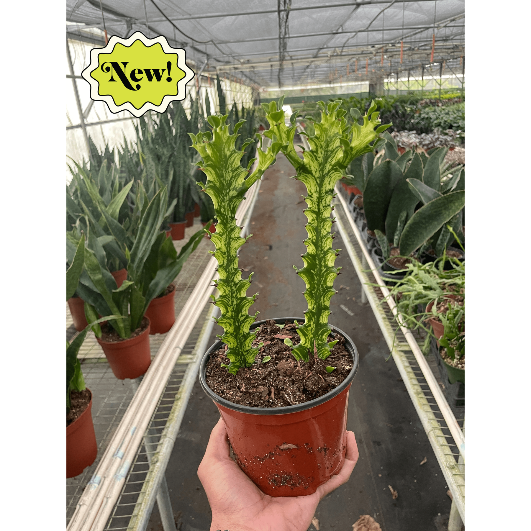 Euphorbia 'Mint Cream'-Succulent-The Succulent Source