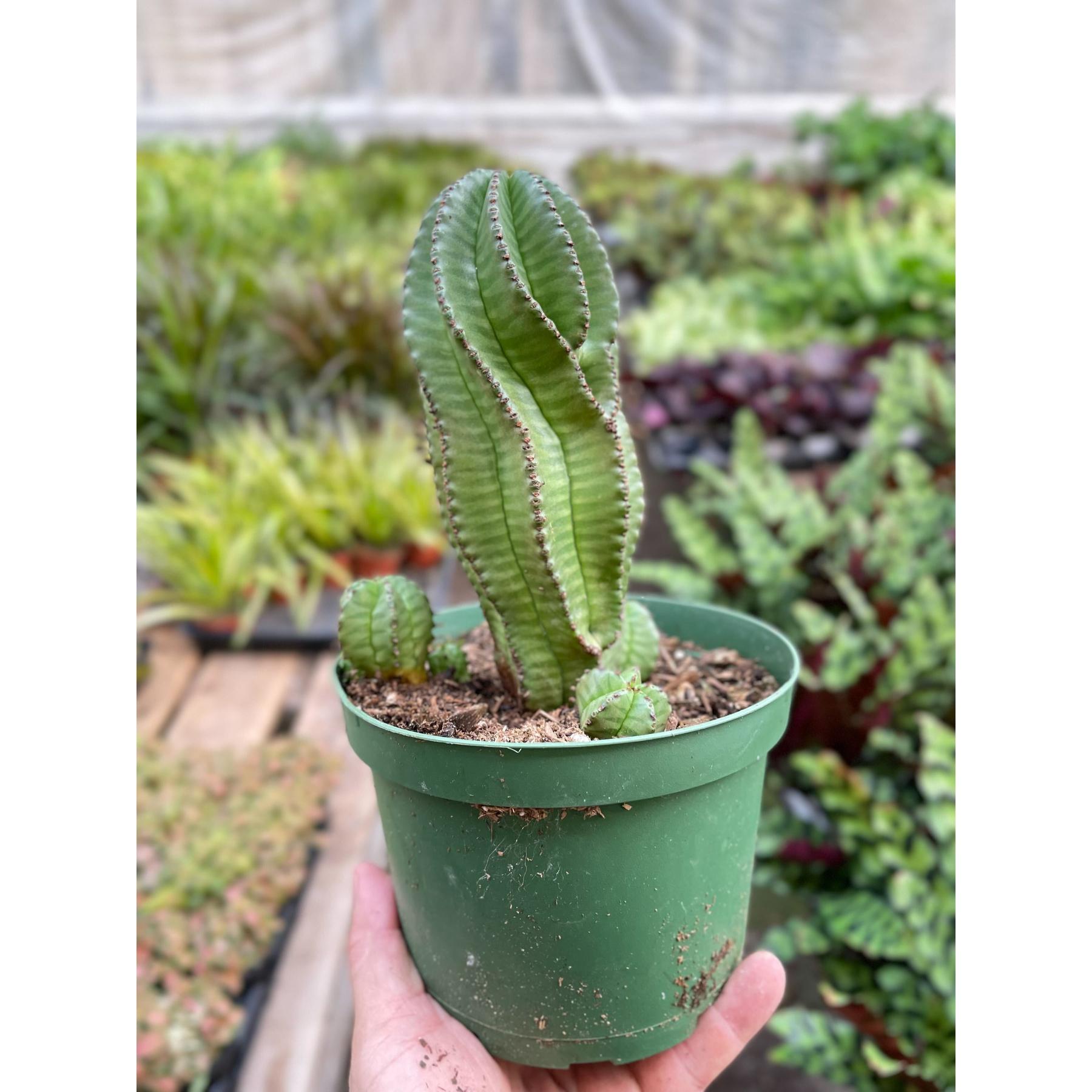 Euphorbia Mother Hubbard Cactus - 6" Pot-Indoor Plants-The Succulent Source