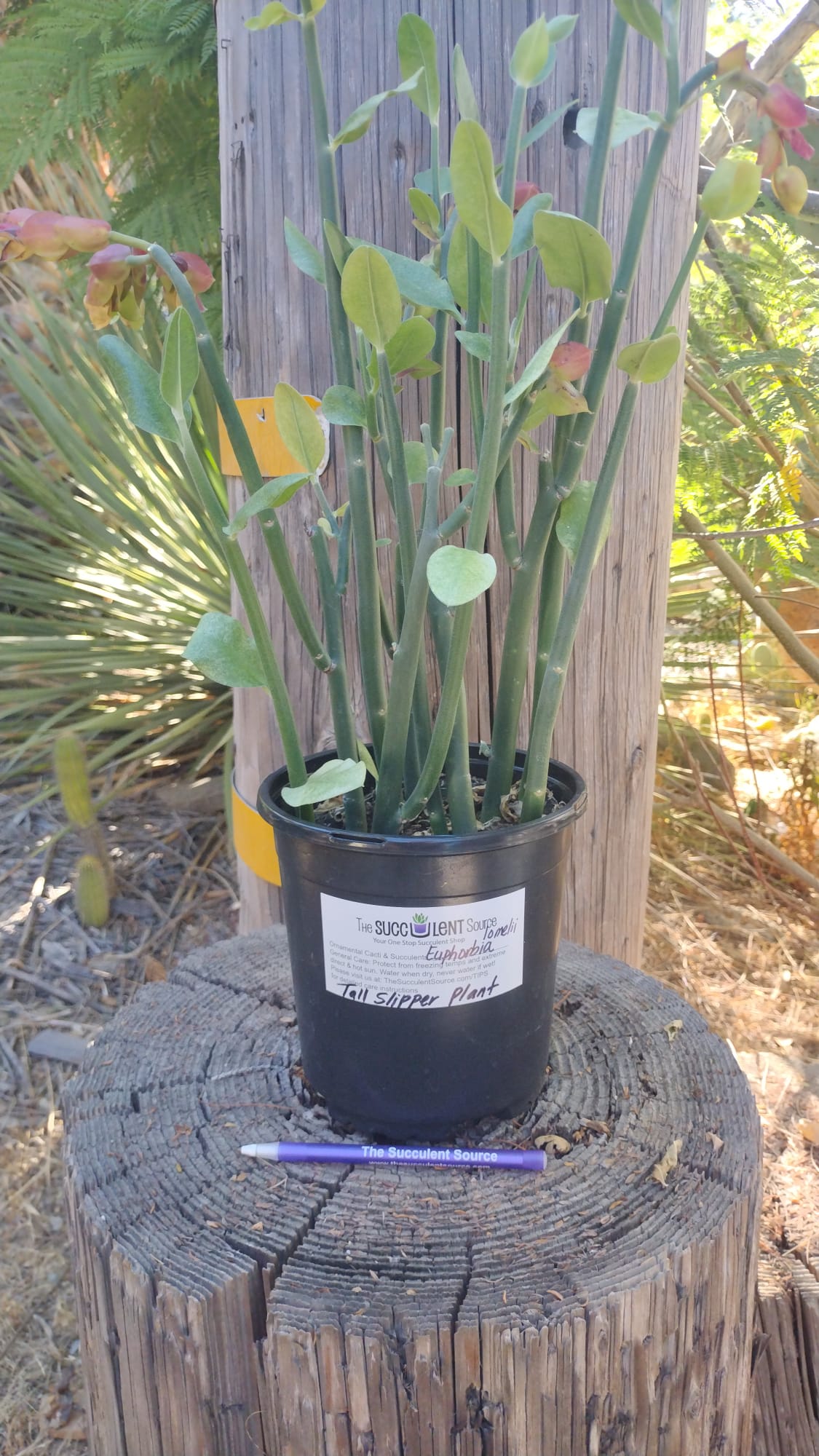 where to buy large succulent plants Euphorbia Slipper Plant 1 gallon