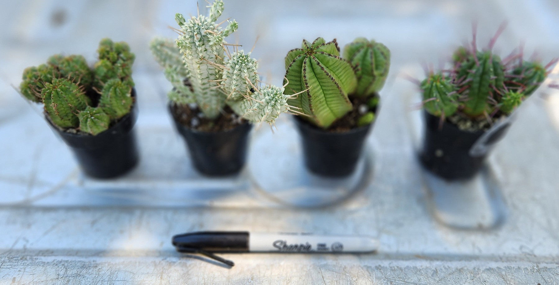 Euphorbias by James-Cactus - Small-The Succulent Source
