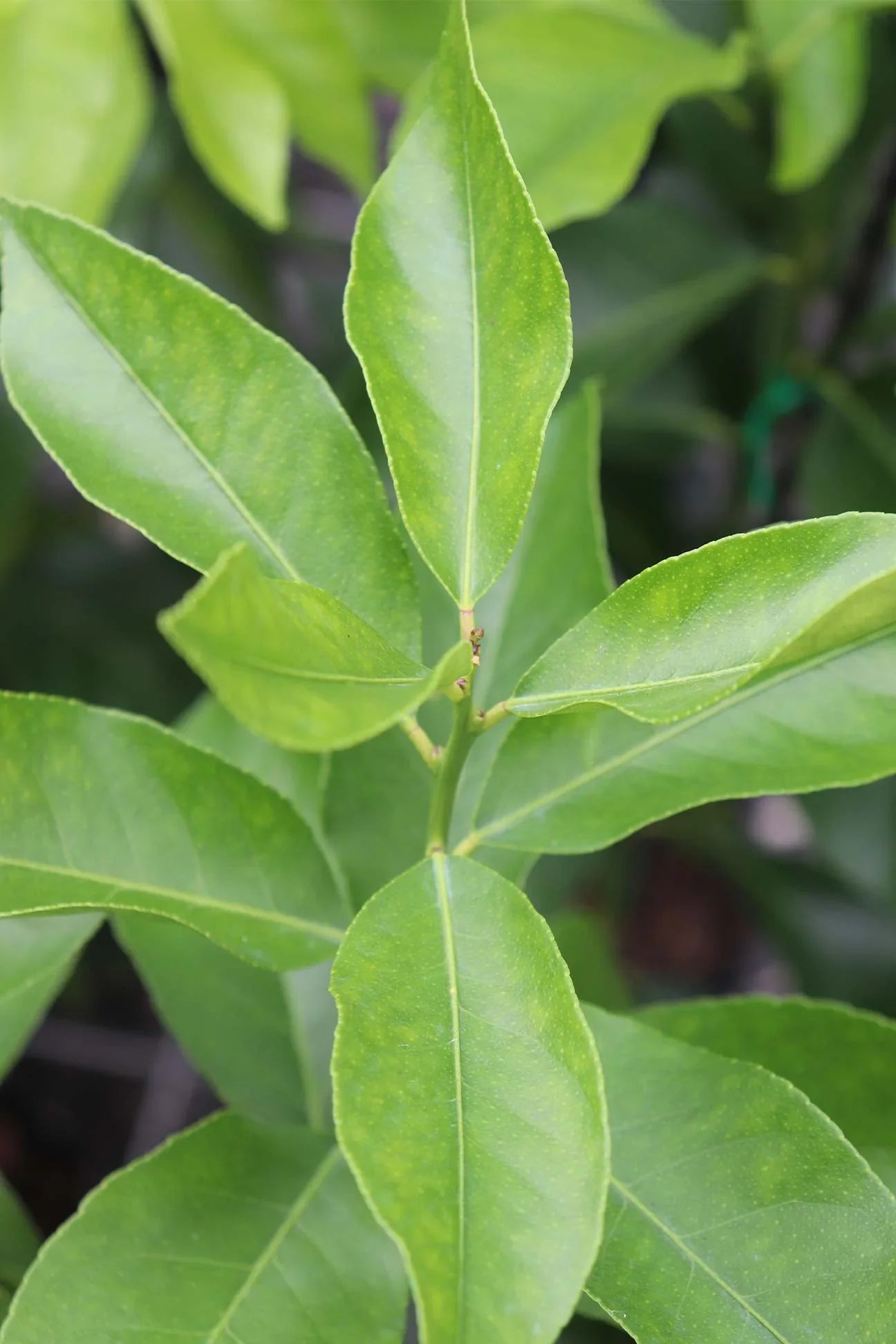 Eureka Lemon Tree-The Succulent Source