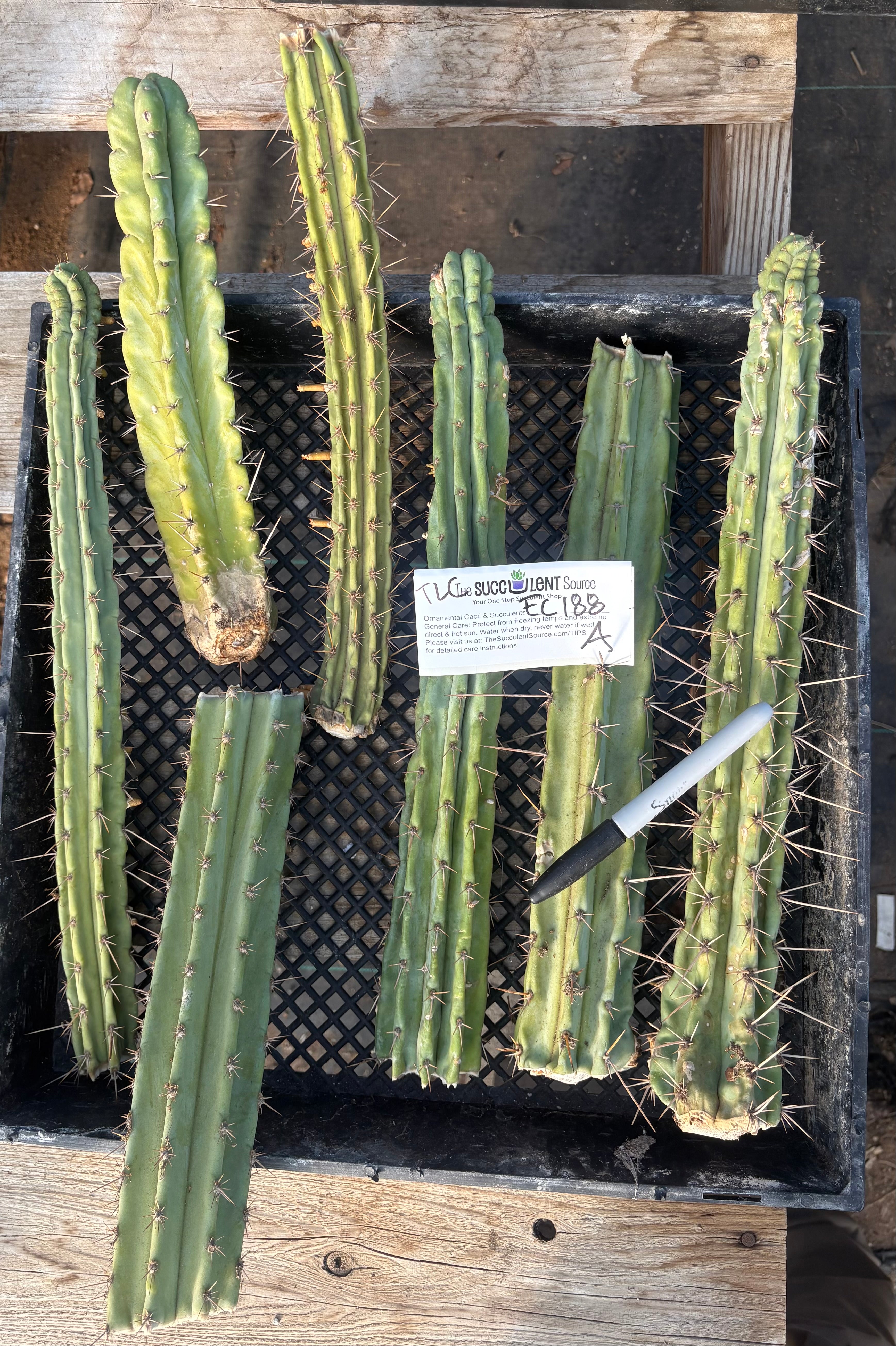 #EC188 EXACT Trichocereus TLC Bargain MIXED Cactus Cutting Lot