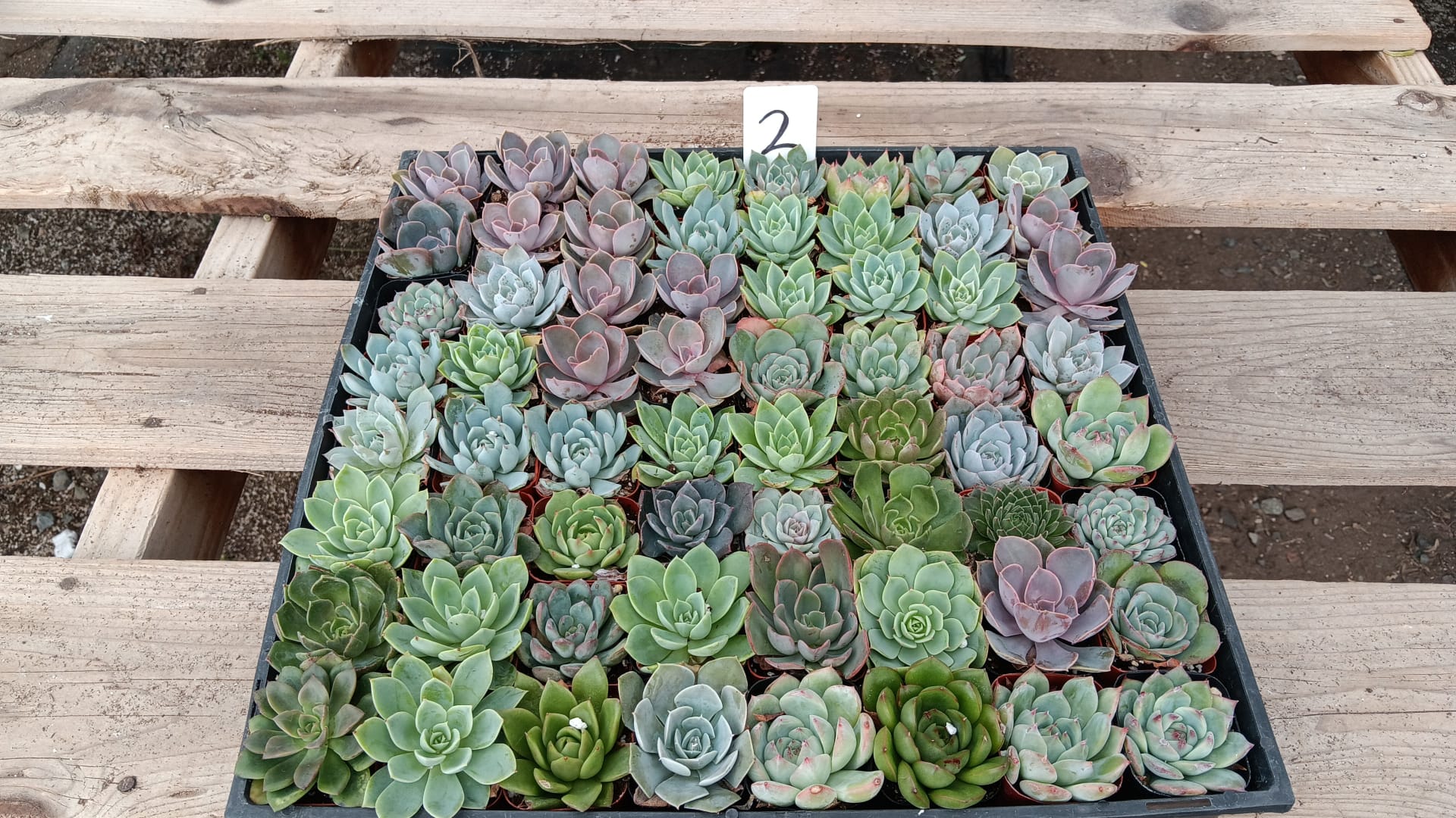 Facebook Special - Tray of 64 2" rosettes-Succulent - Small - Favor-The Succulent Source