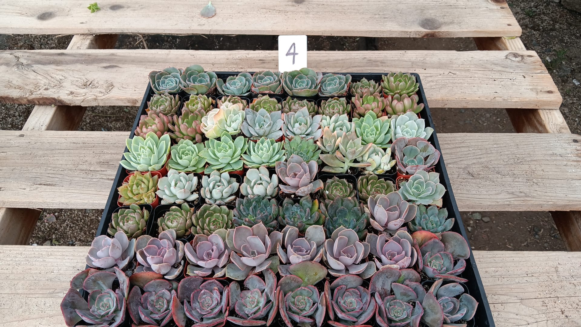 Facebook Special - Tray of 64 2" rosettes-Succulent - Small - Favor-The Succulent Source