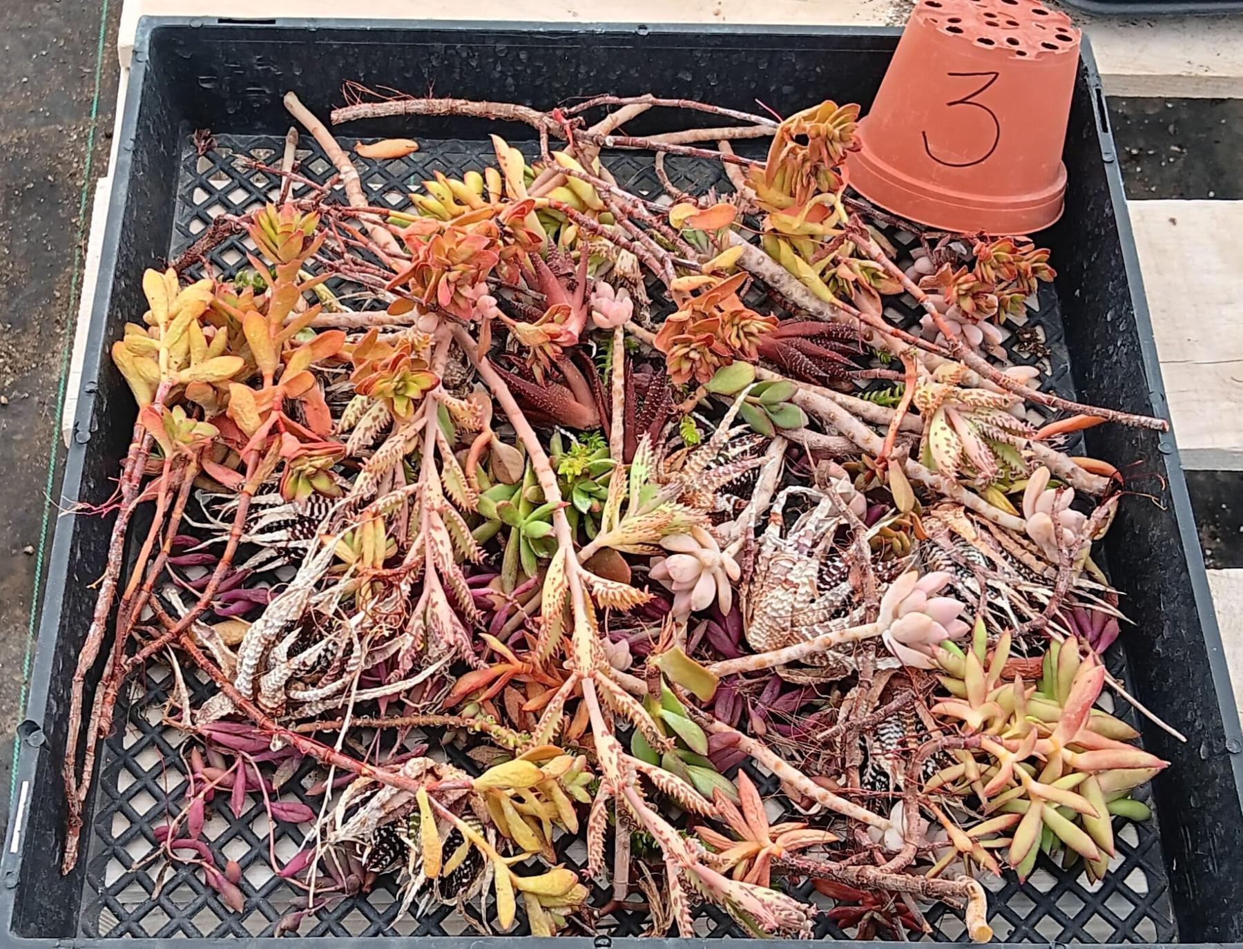 Facebook Succulent TLC Bargain SPECIAL Trays-Succulent - Small-The Succulent Source