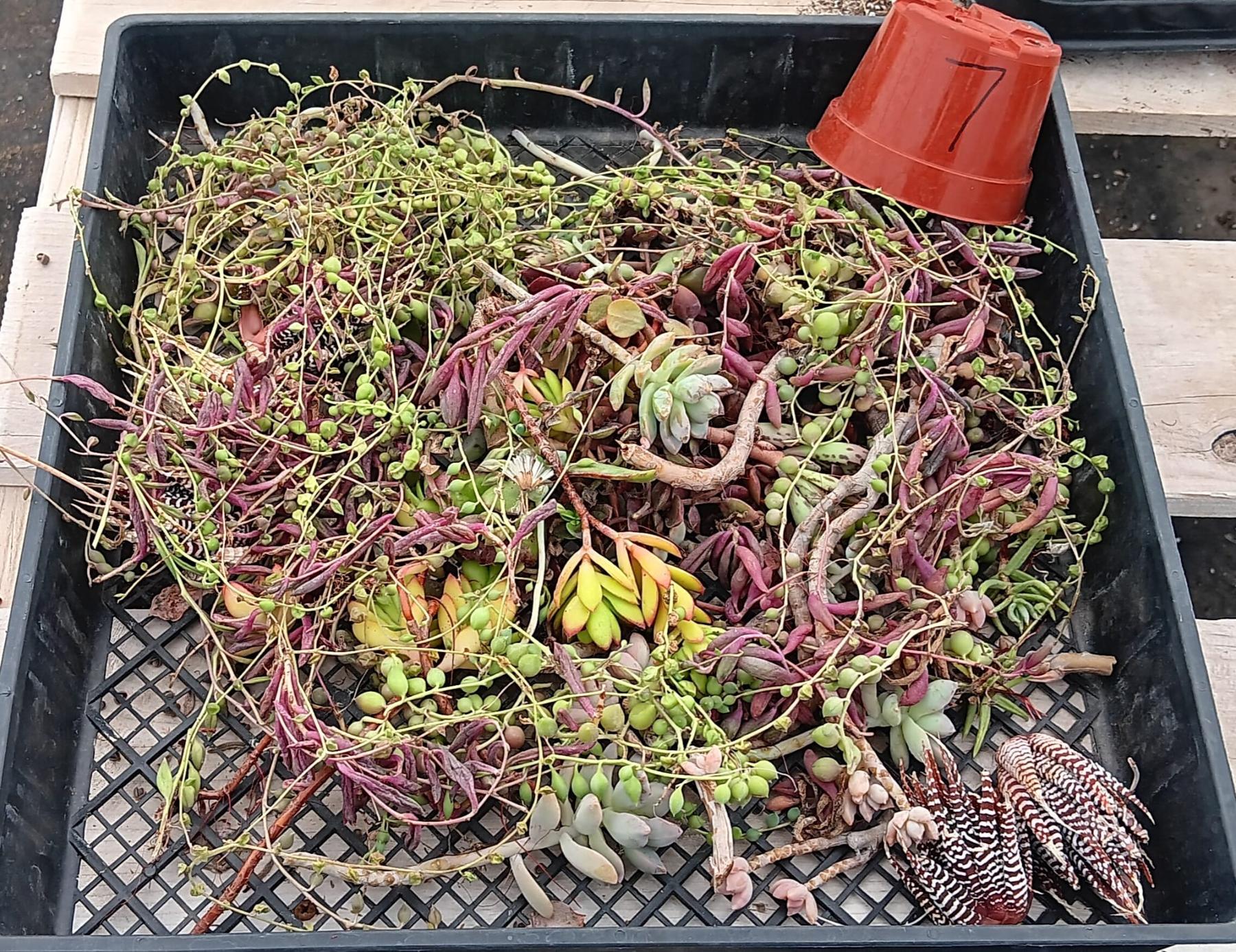 Facebook Succulent TLC Bargain SPECIAL Trays-Succulent - Small-The Succulent Source