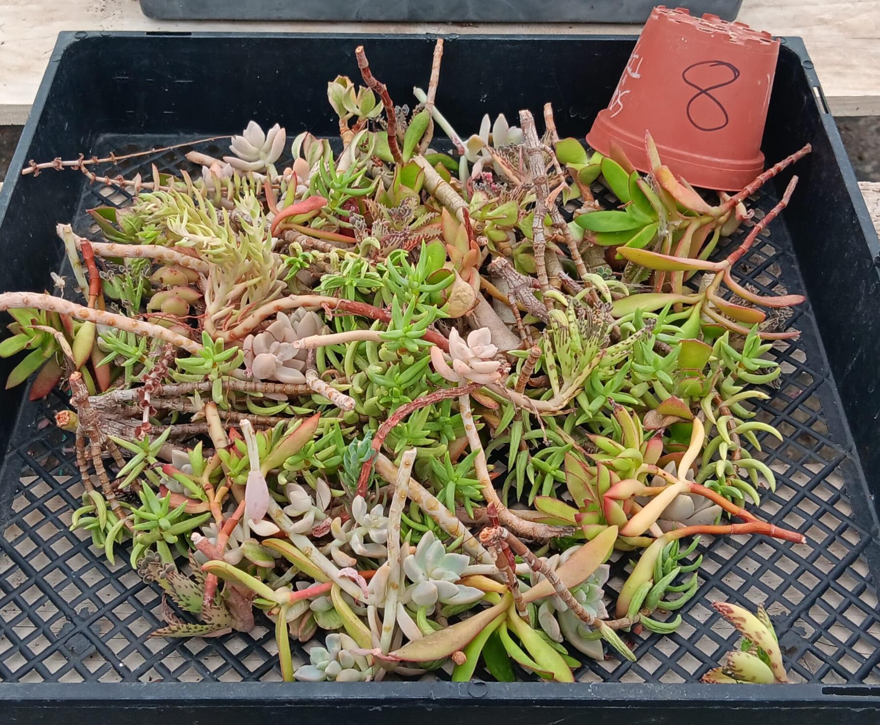 Facebook Succulent TLC SPECIALS-Succulent - Small-The Succulent Source
