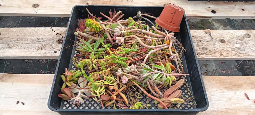 Facebook Succulent TLC Bargain SPECIAL Trays-Succulent - Small-The Succulent Source