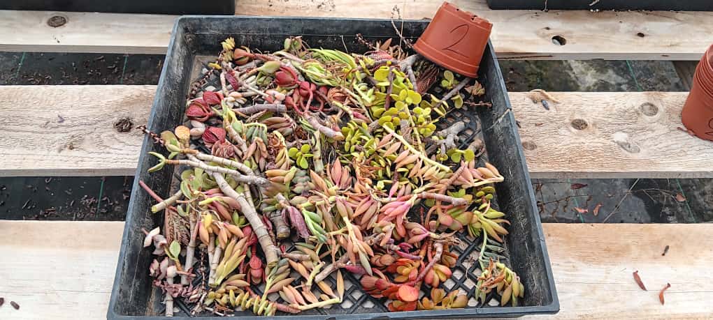 Facebook Succulent TLC Bargain SPECIAL Trays-Succulent - Small-The Succulent Source